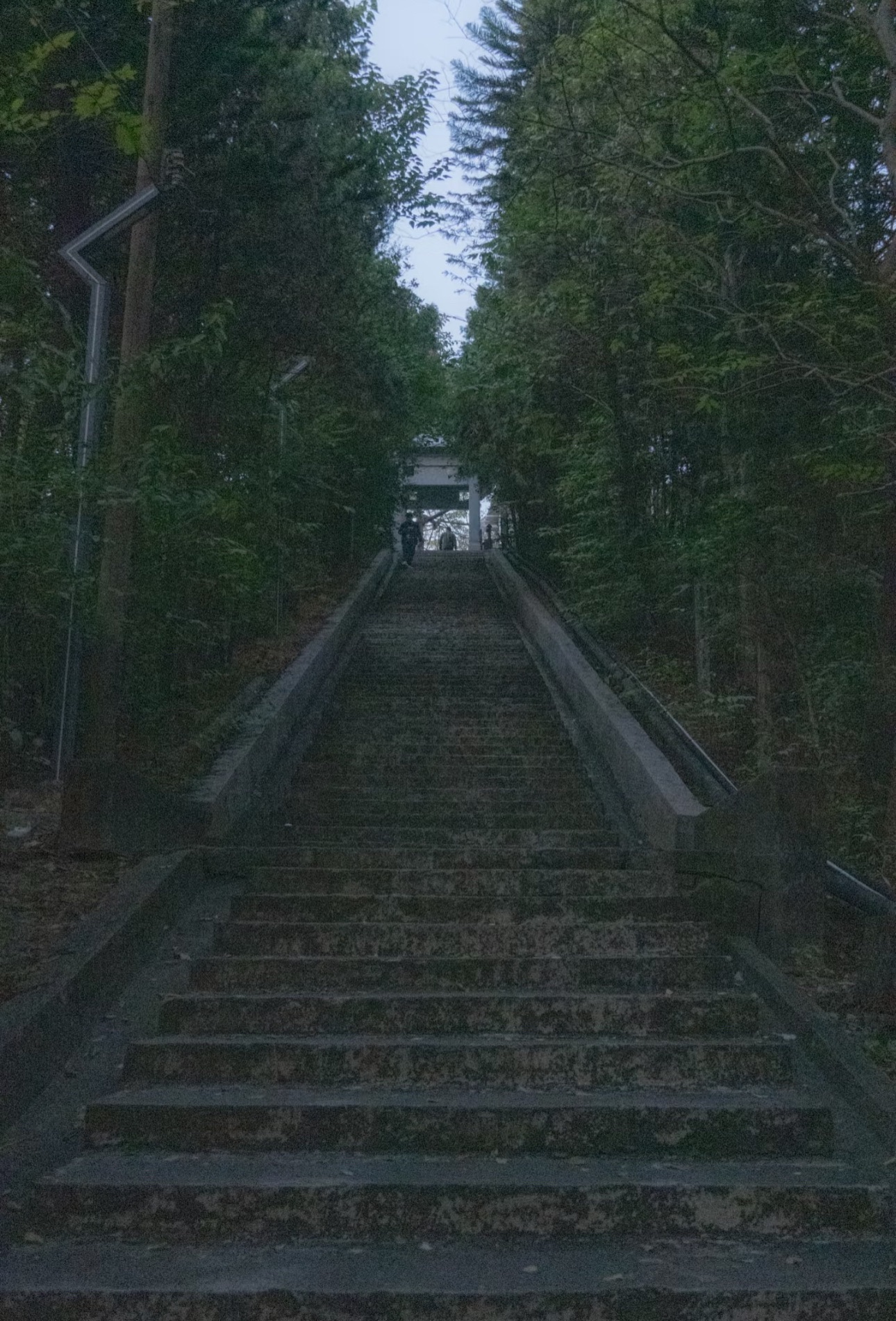 坦西公园旅行图片 2