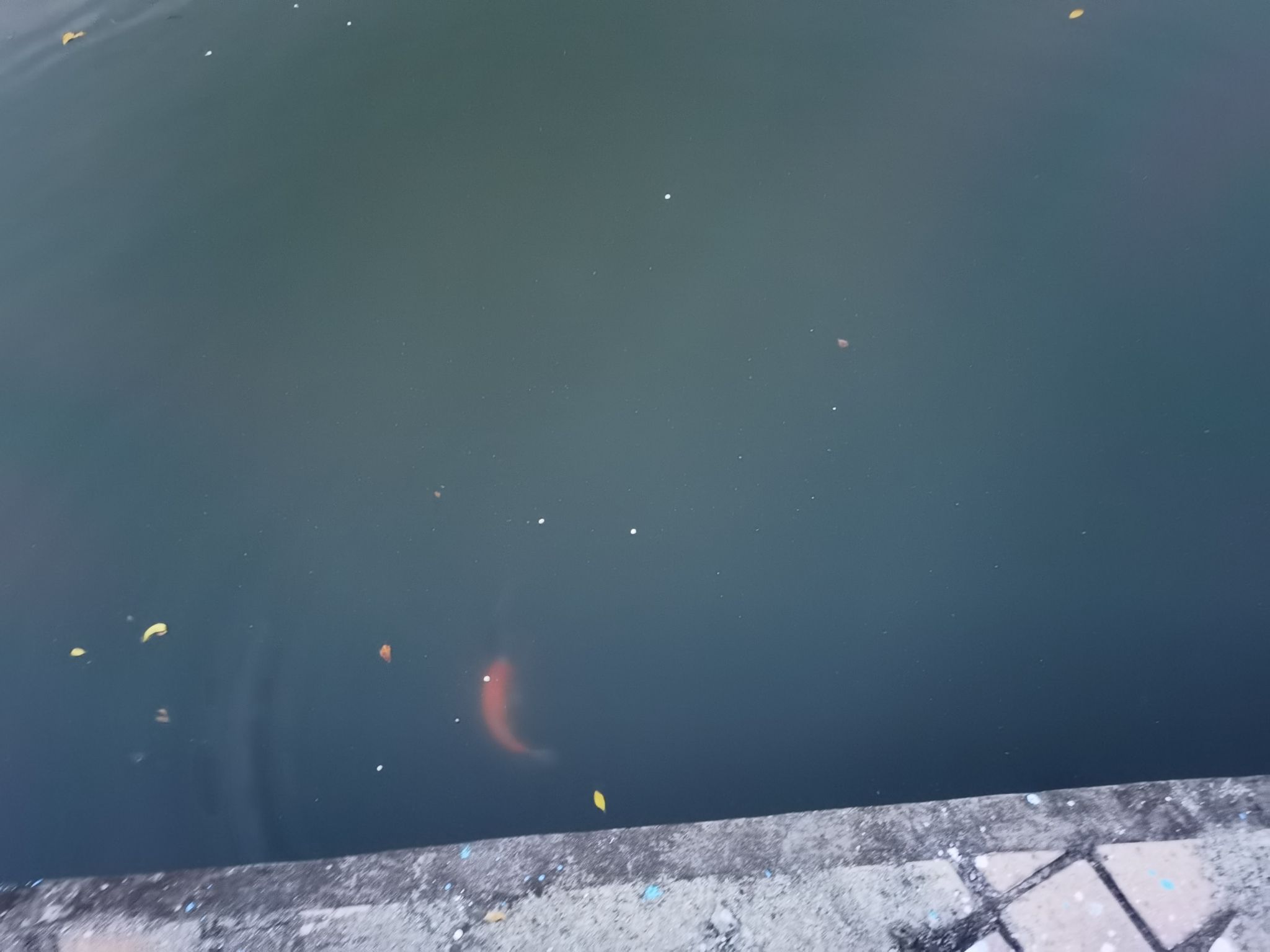 水藤公园旅行图片 2