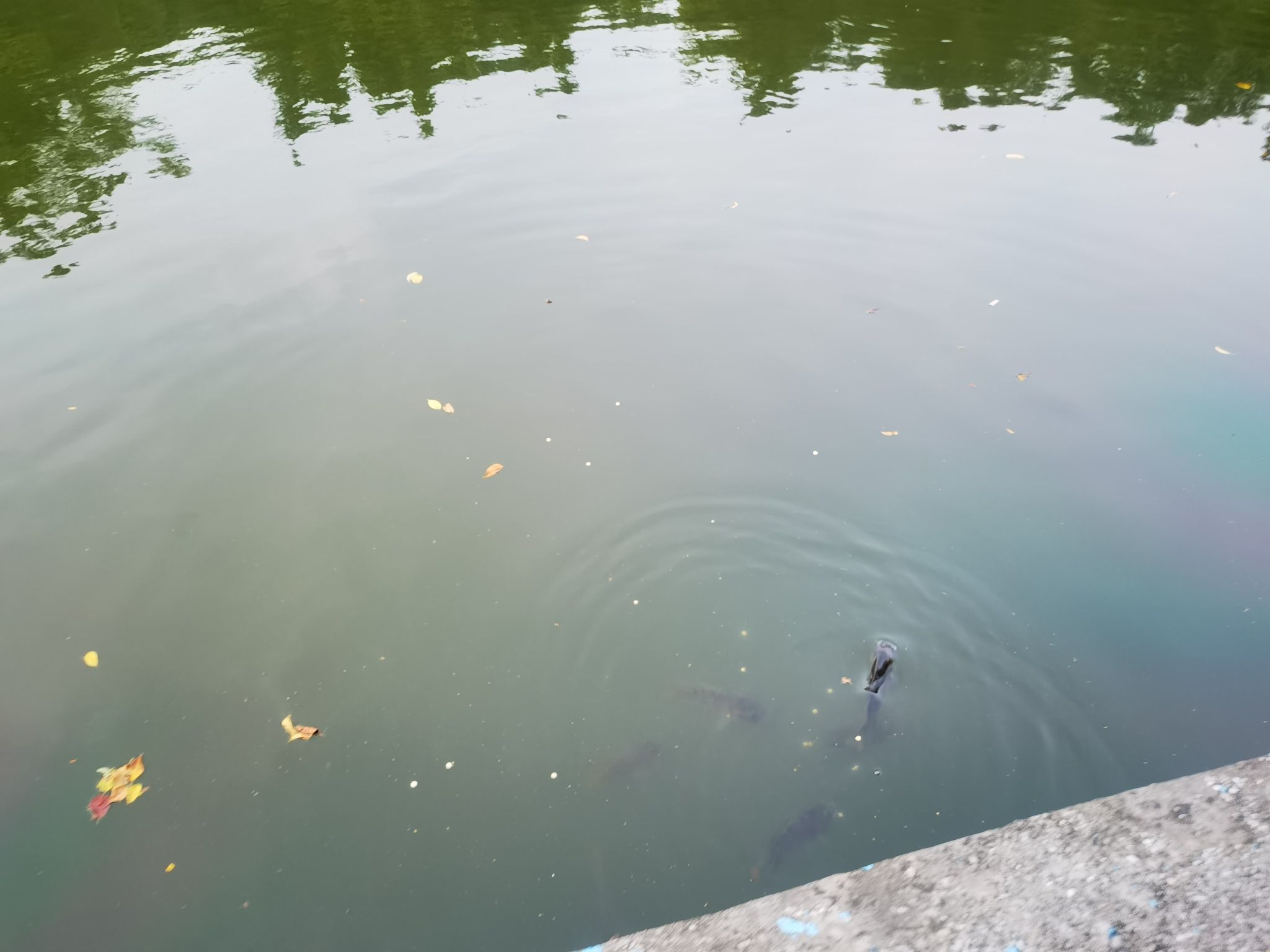 水藤公园旅行图片 3