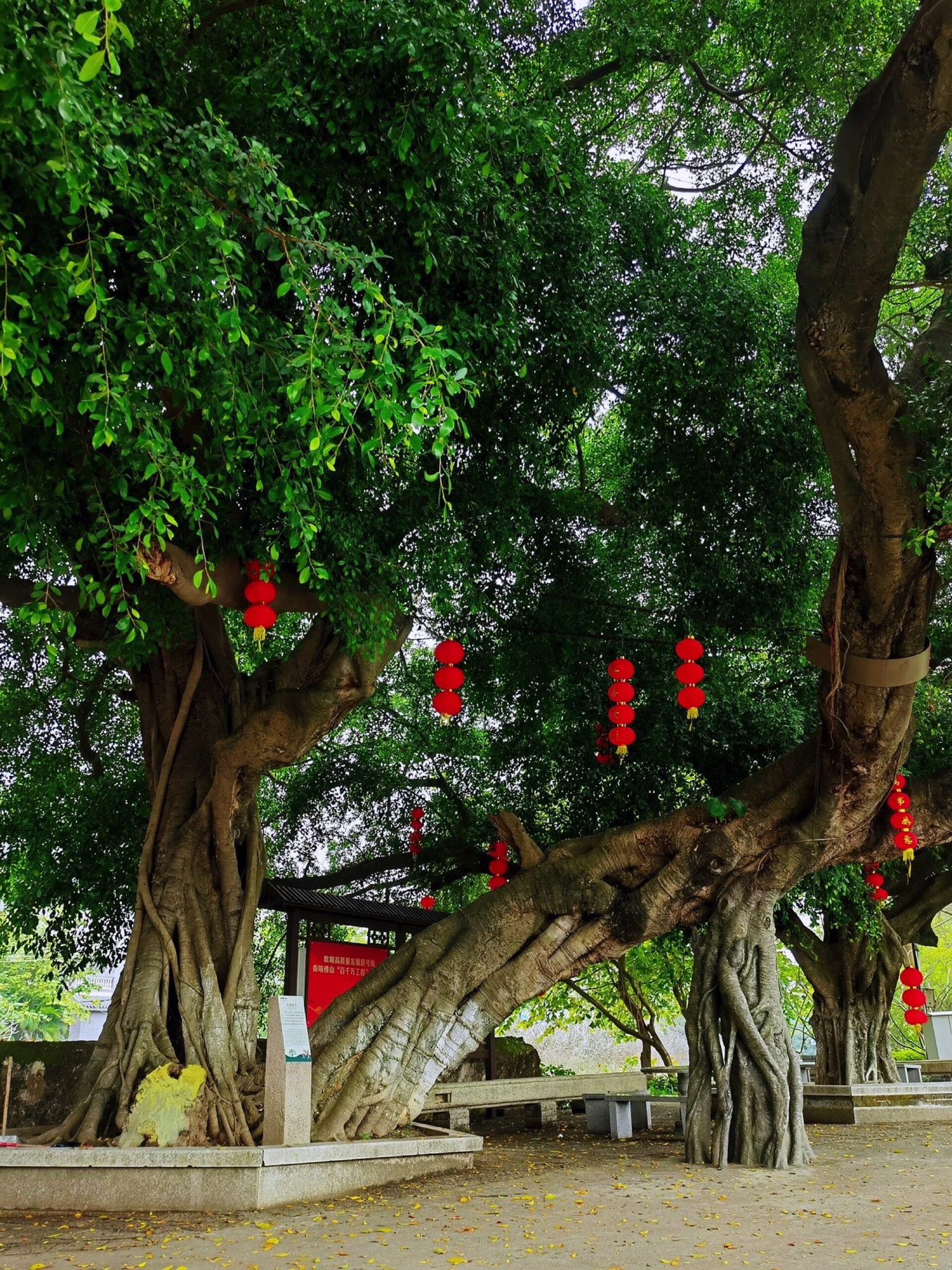大旗头古村古建筑群旅行图片 1