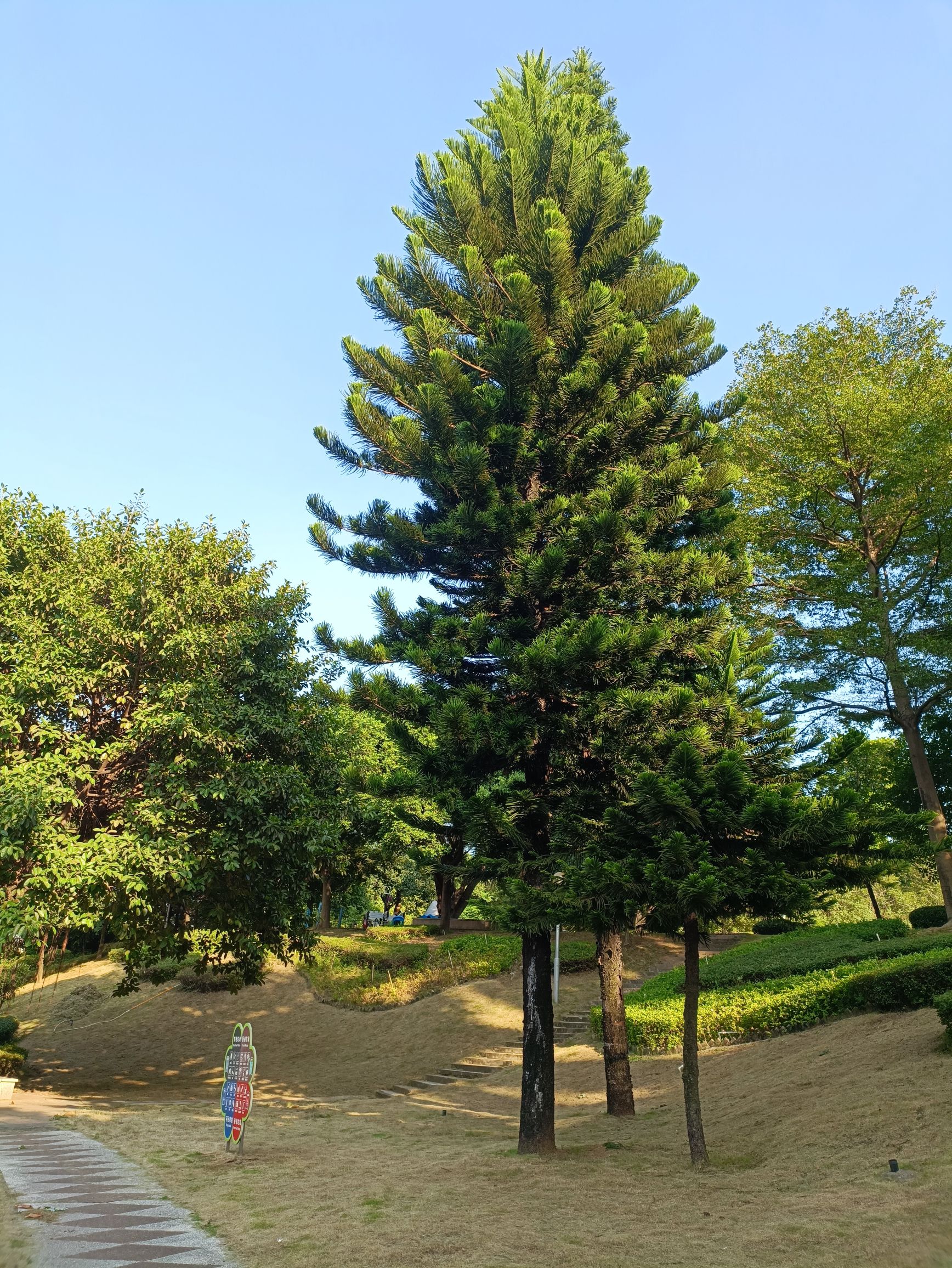 小雾岗公园旅行图片 1