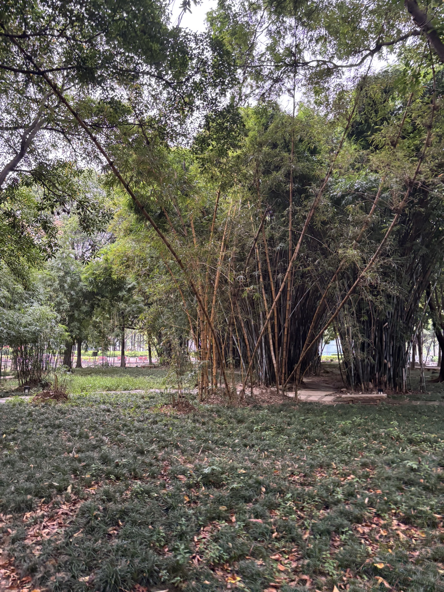 北滘公园旅行图片 2