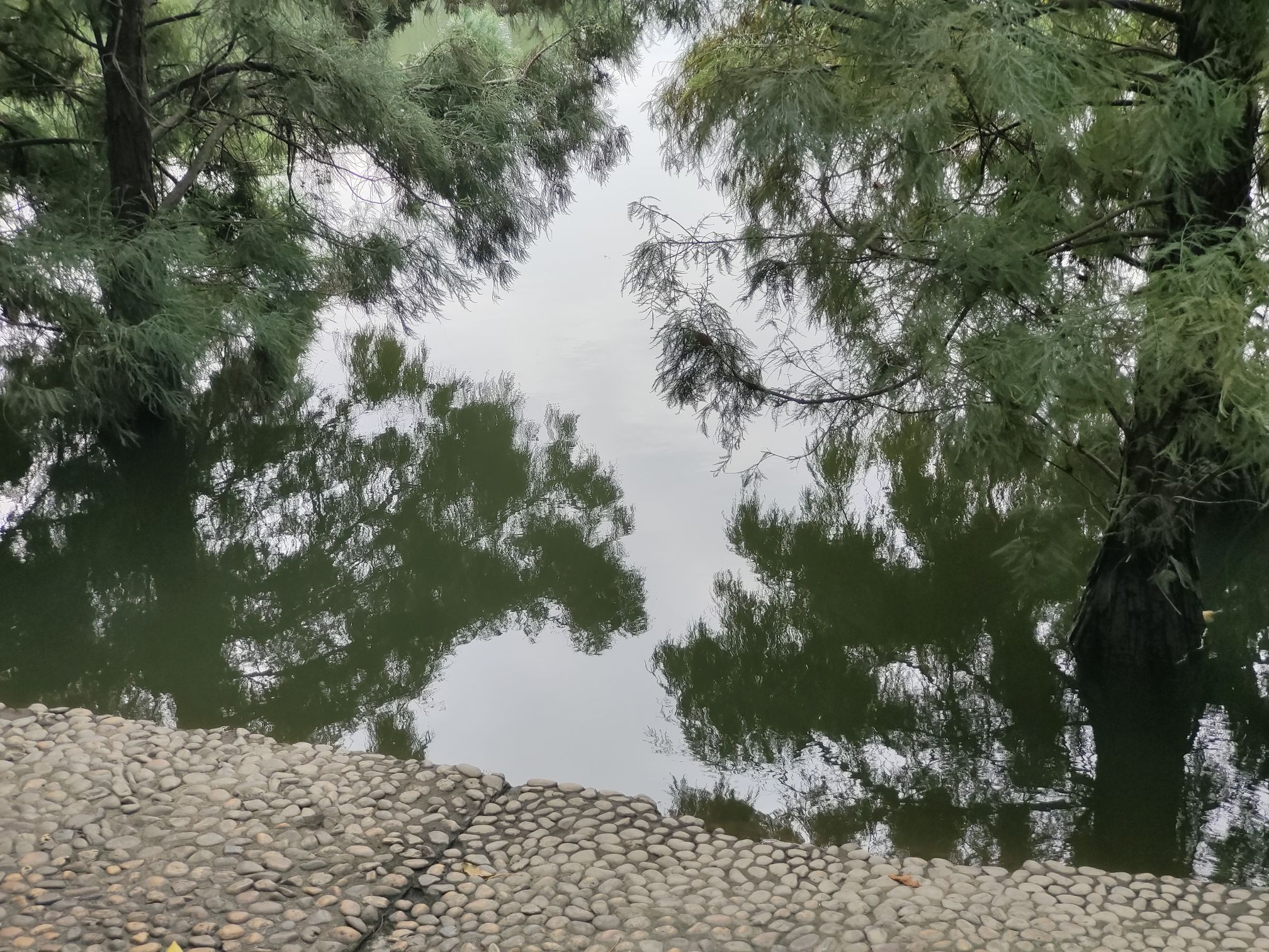 北滘公园旅行图片 2