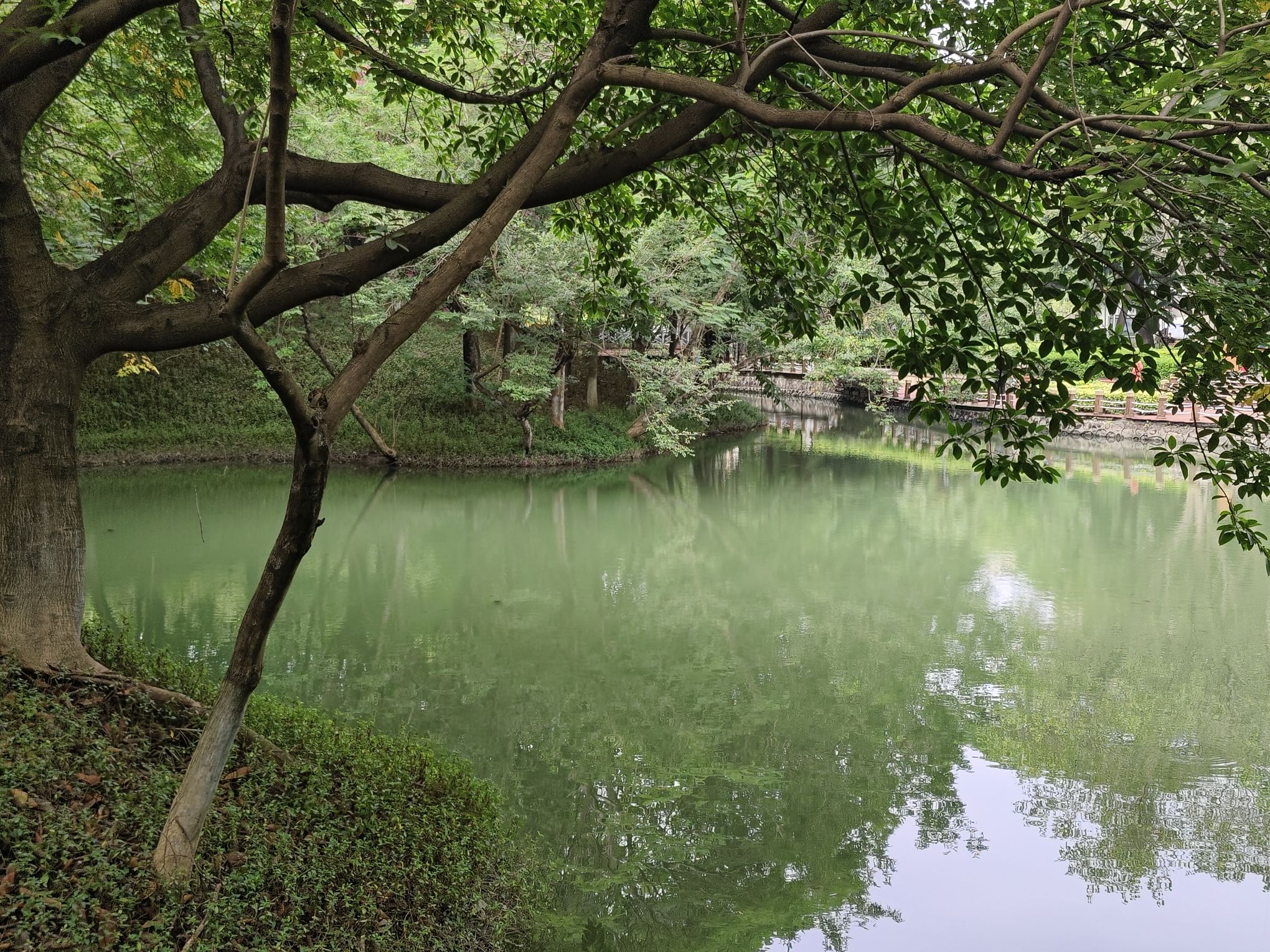 北滘公园旅行图片 3