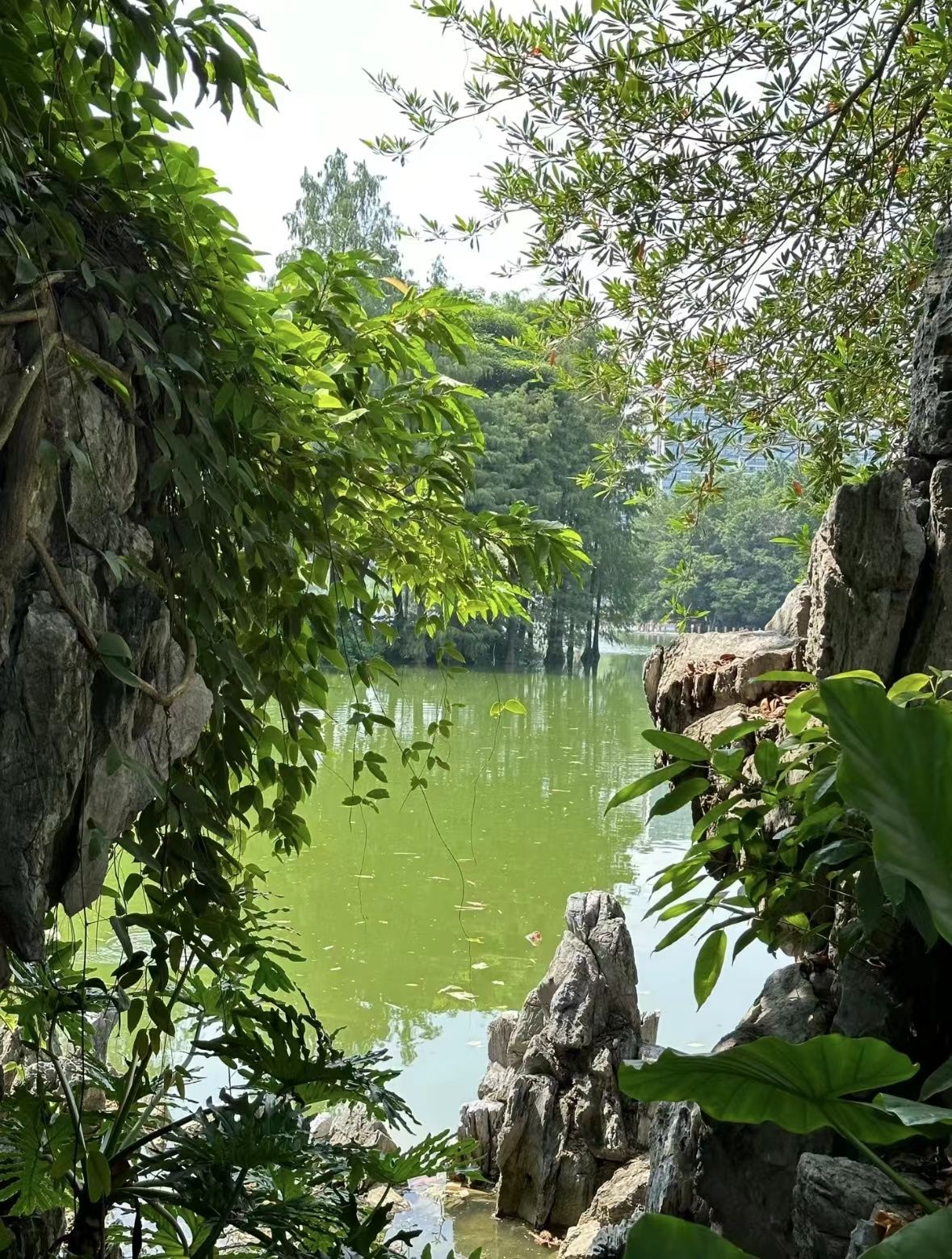 北滘公园旅行图片 2
