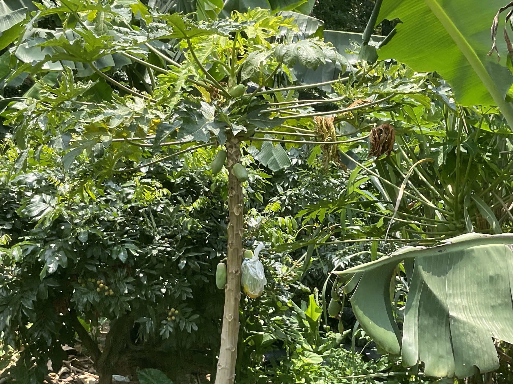 旧寨村旅行图片 2