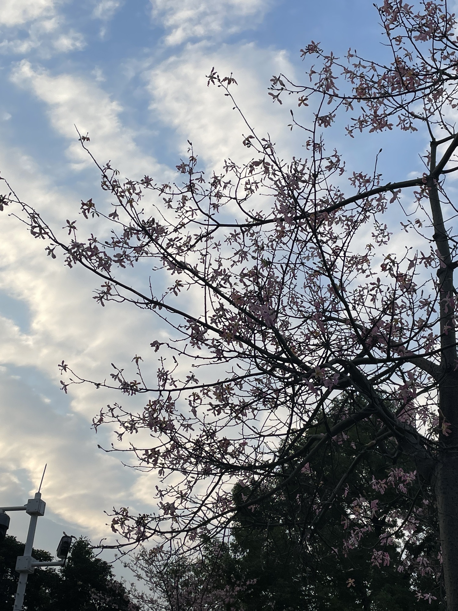 罗村文化公园旅行图片 3