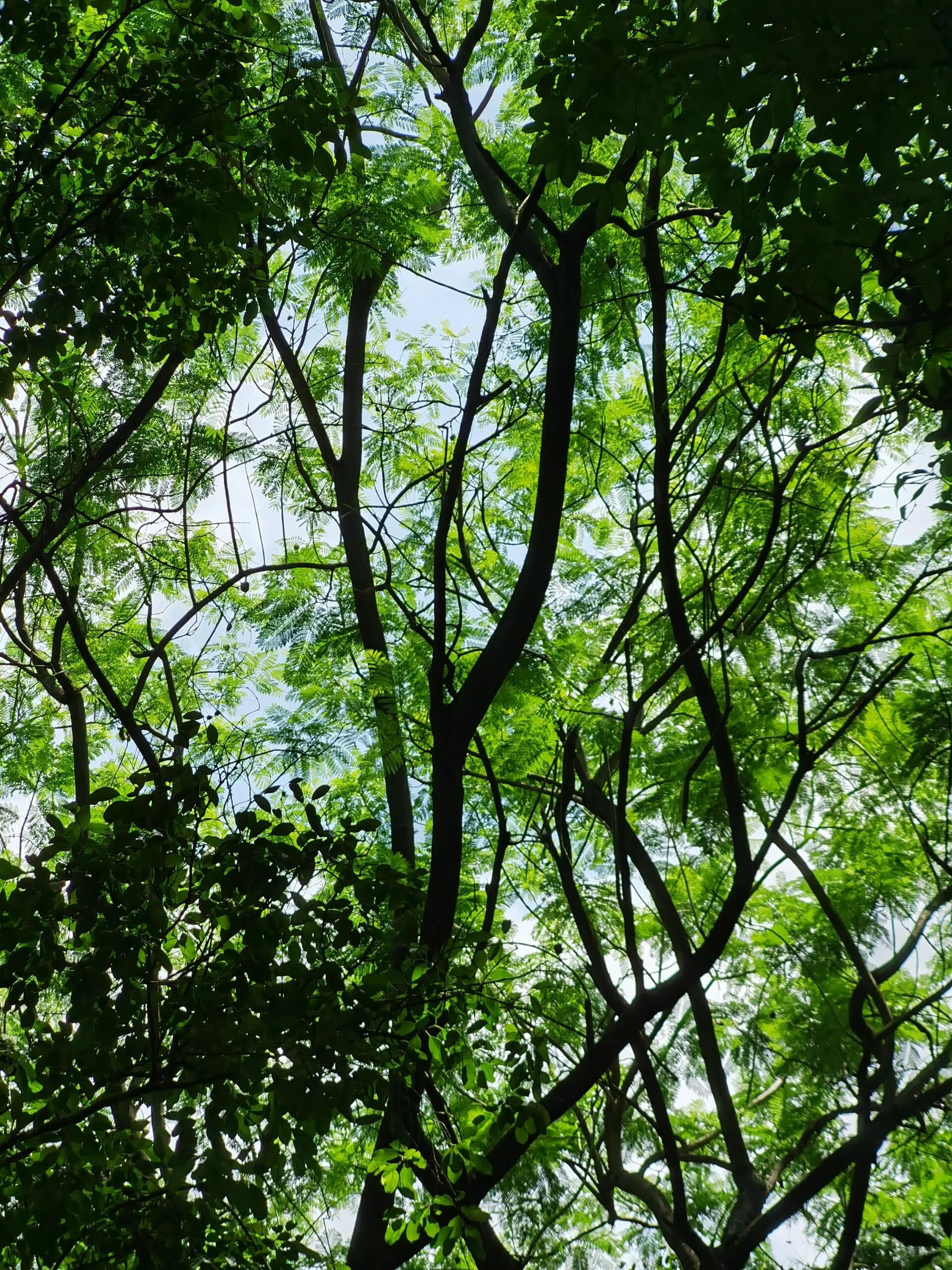 荷村公园旅行图片 3