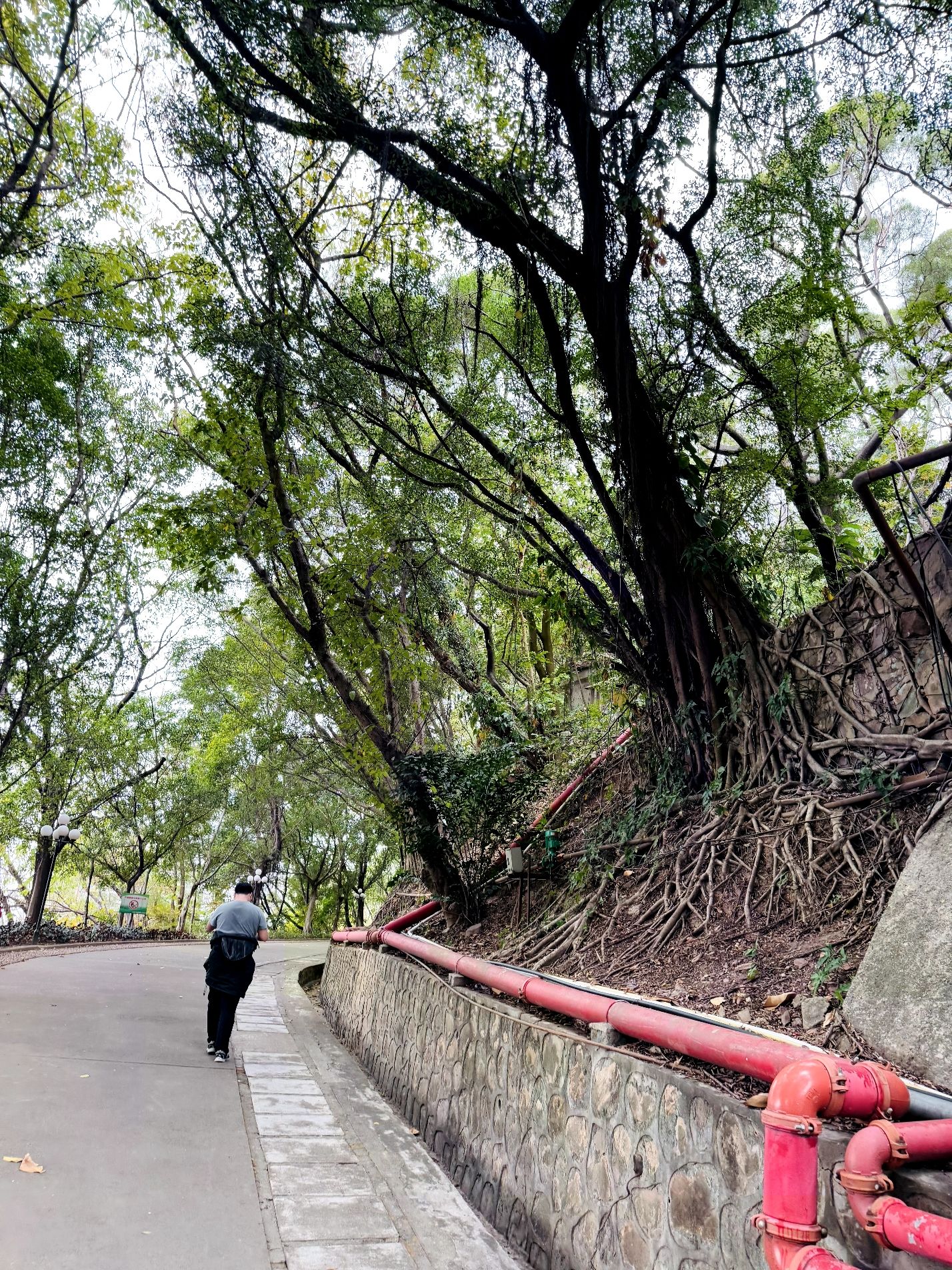 凤岭公园旅行图片 3