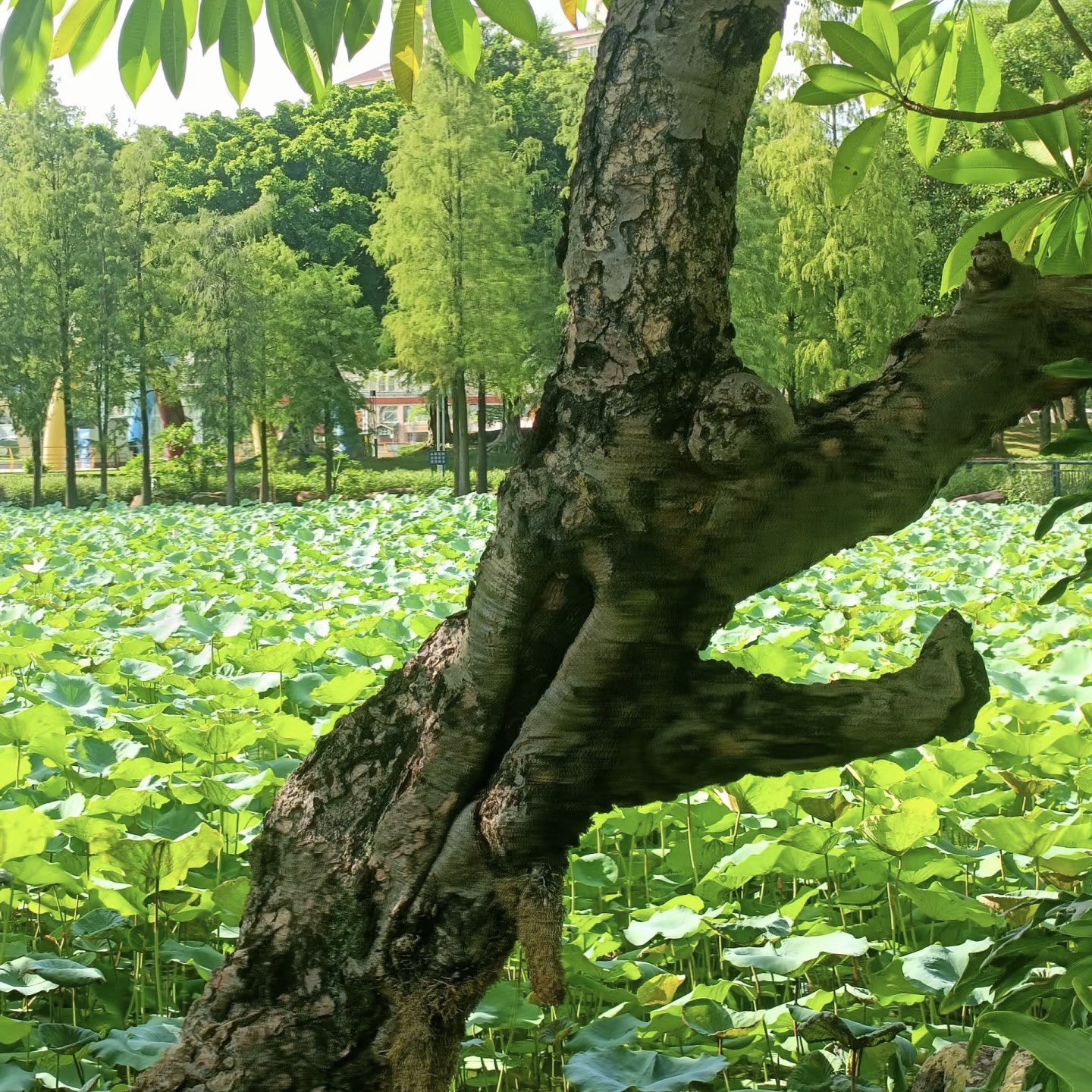 道教公园旅行图片 3