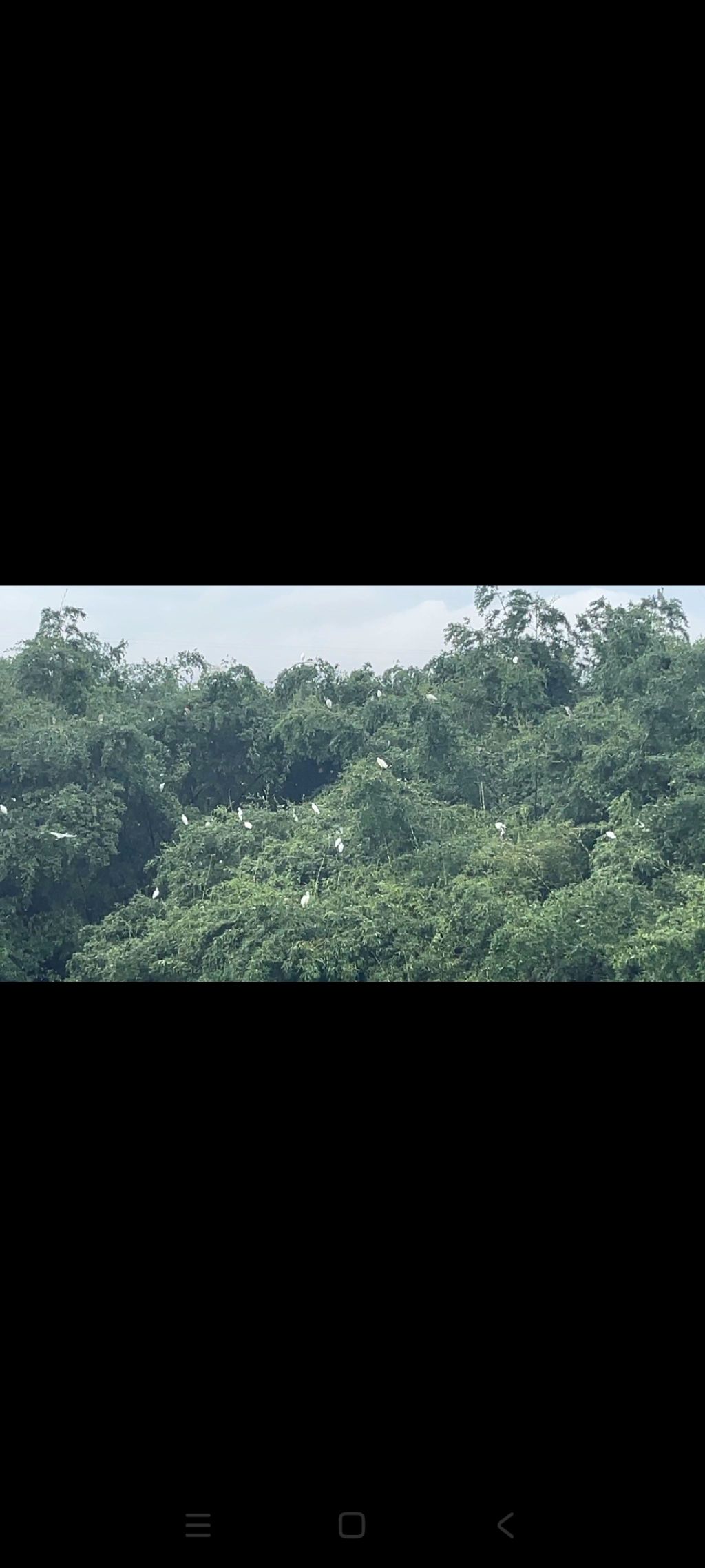 璜矶鹭鸟天堂旅行图片 1