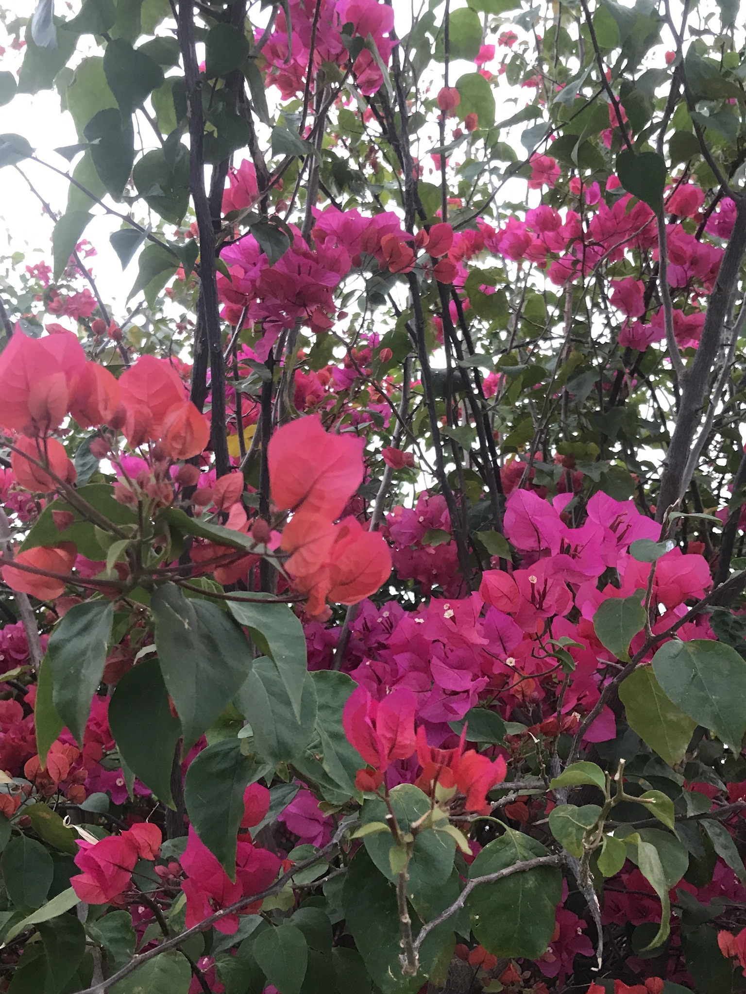顺峰山公园旅行图片 3