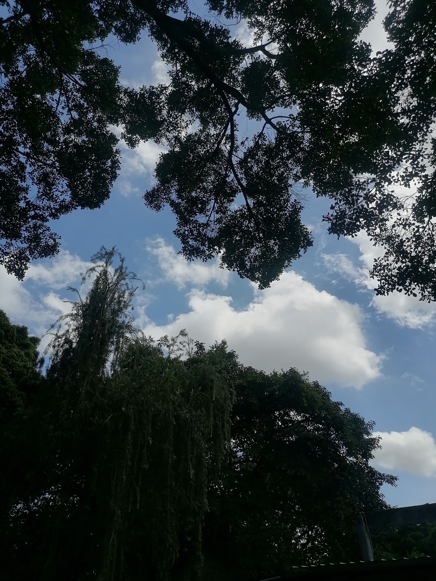 树生桥公园旅行图片 2
