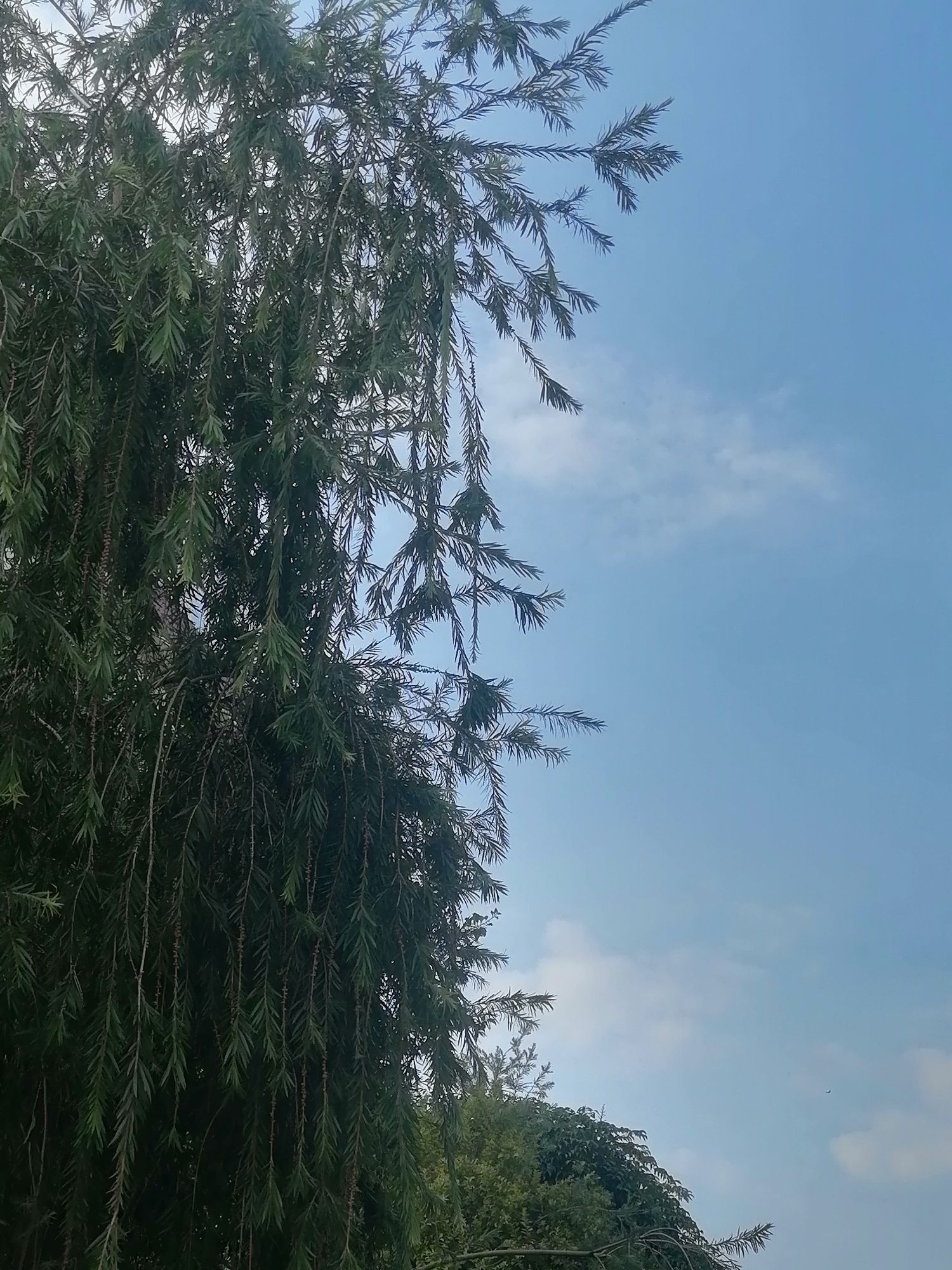 树生桥公园旅行图片 1