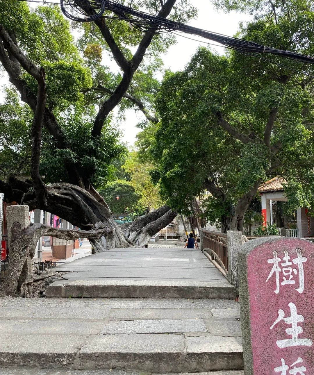 树生桥公园旅行图片 2