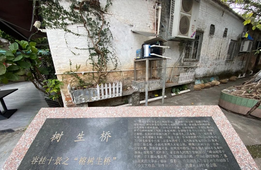 树生桥公园旅行图片 1