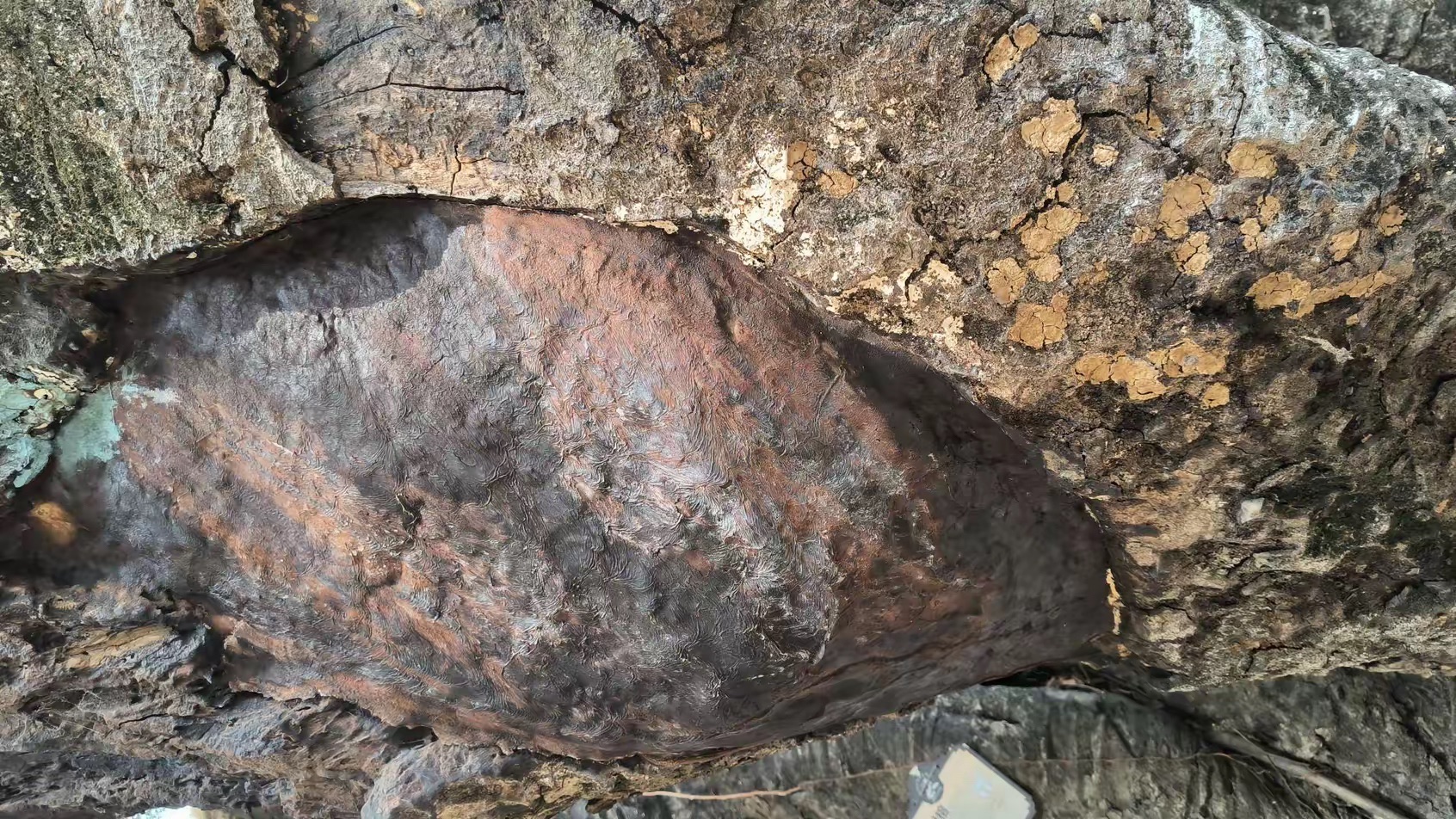 树生桥公园旅行图片 3
