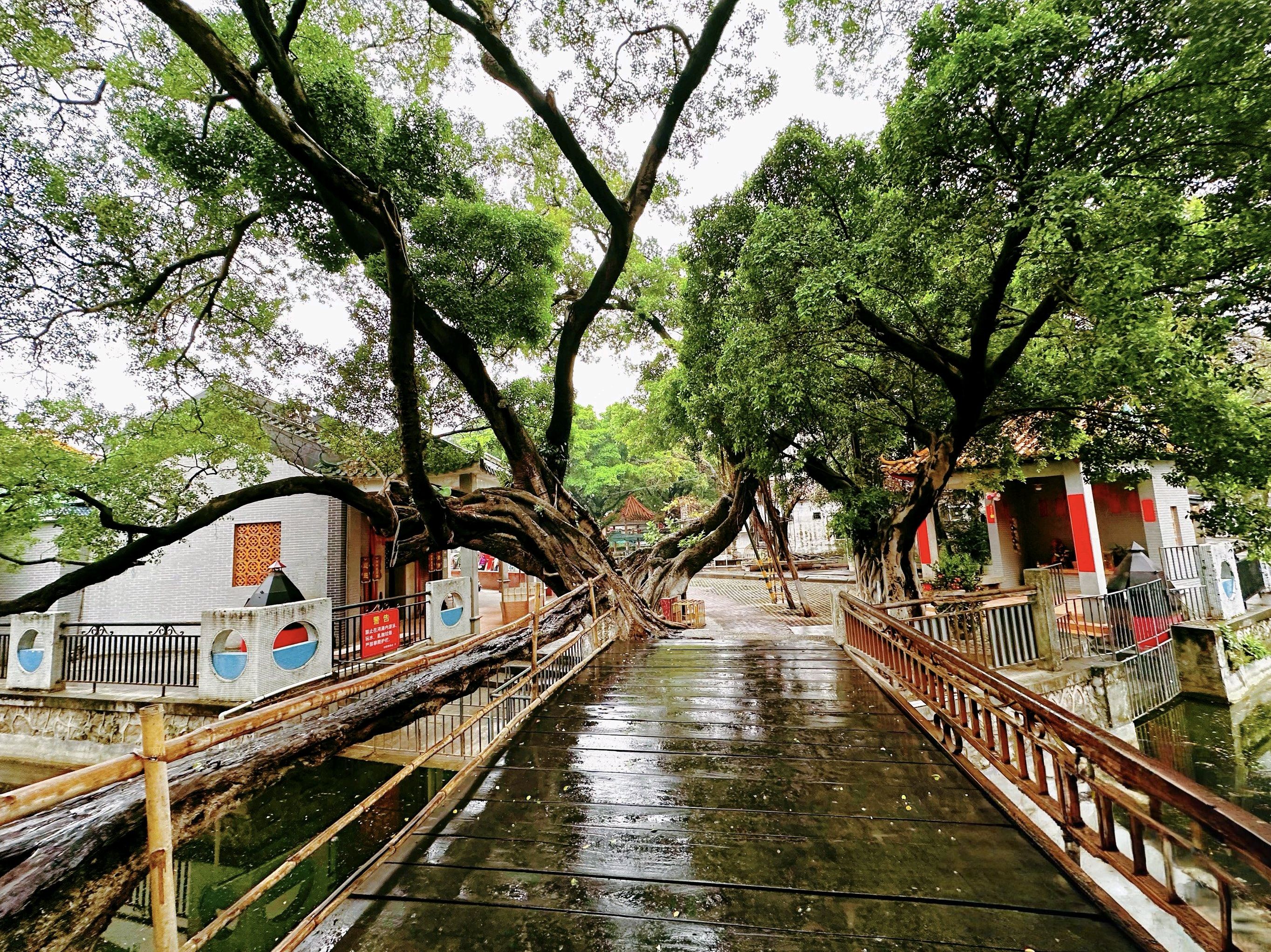 树生桥公园旅行图片 3