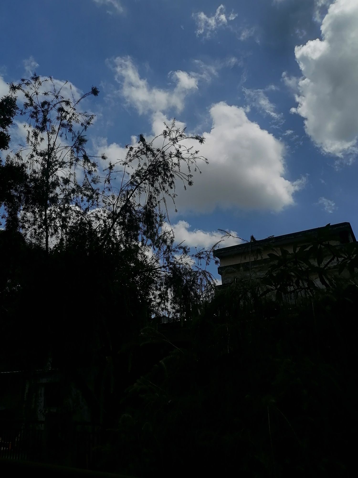 树生桥公园旅行图片 3