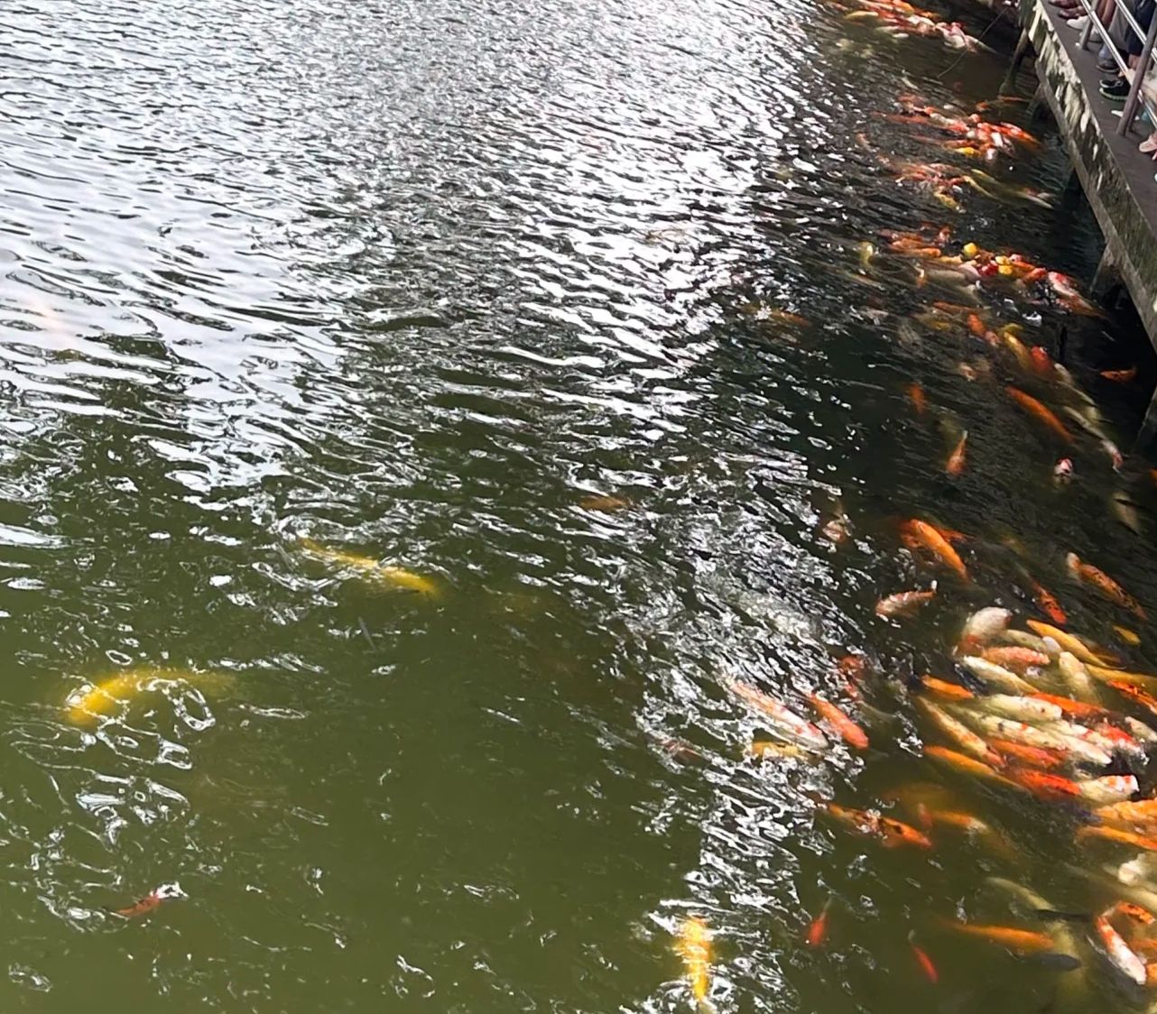 中山公园旅行图片 1