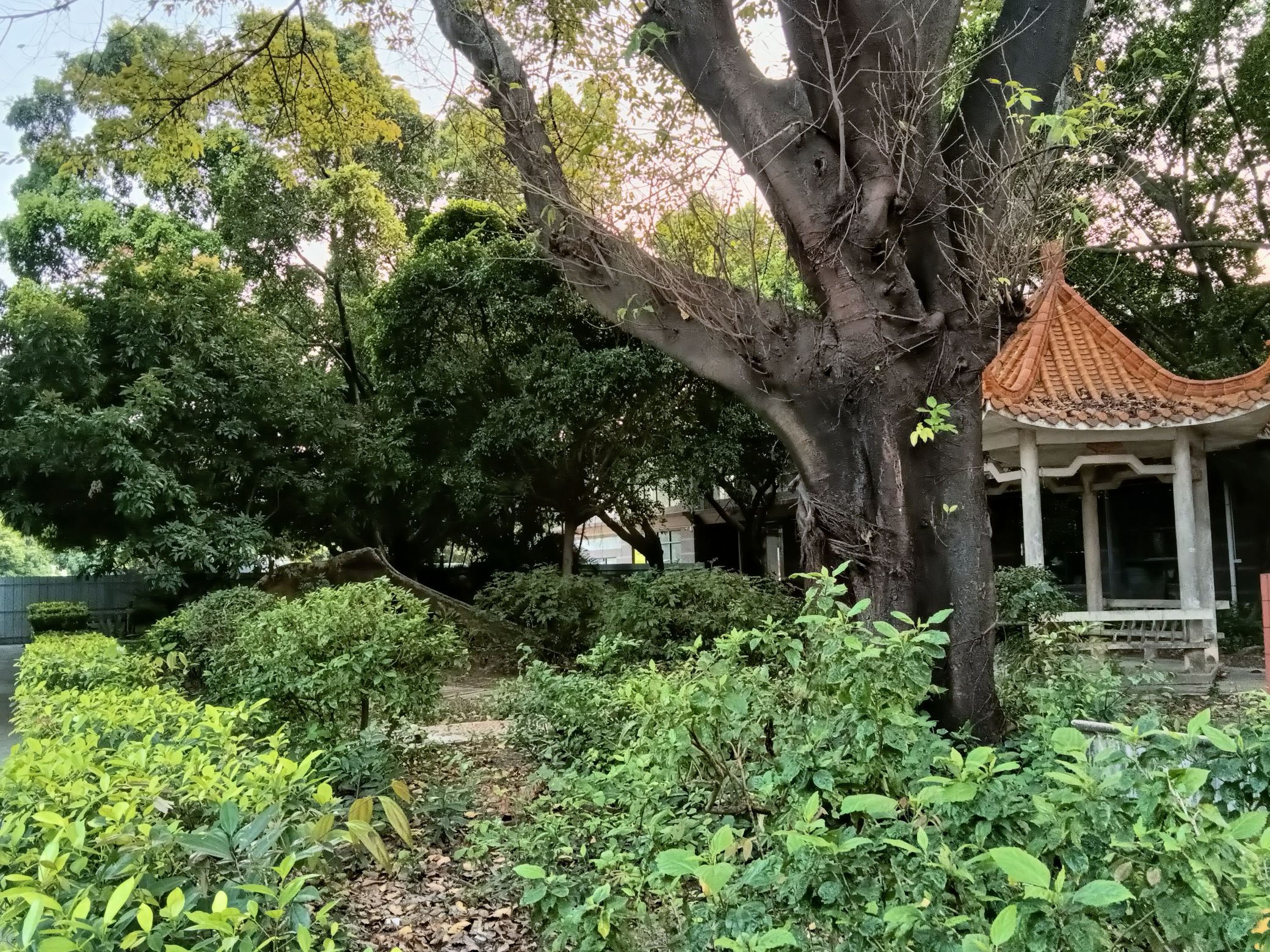 东兴公园旅行图片 1