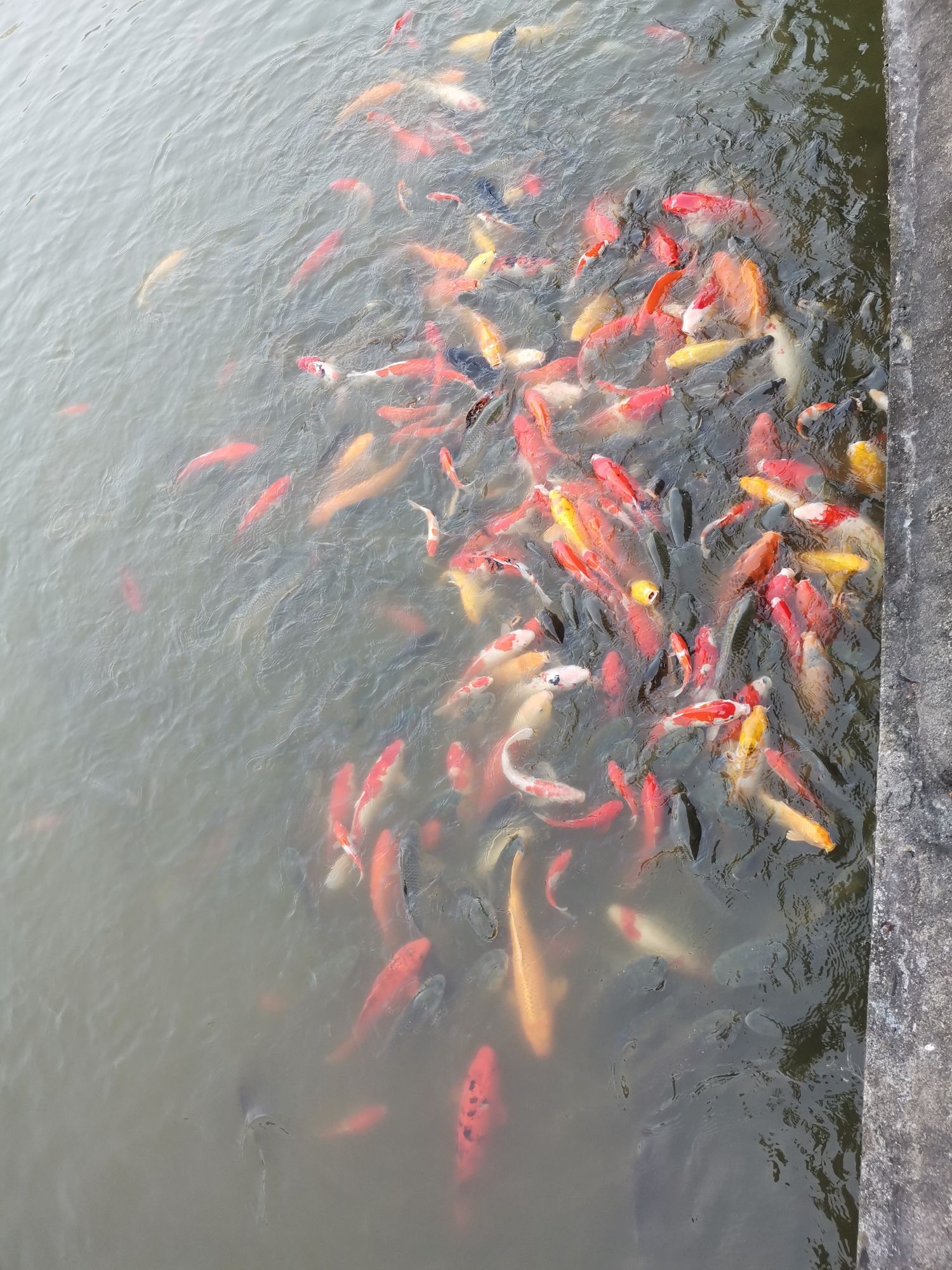金紫公园旅行图片 2