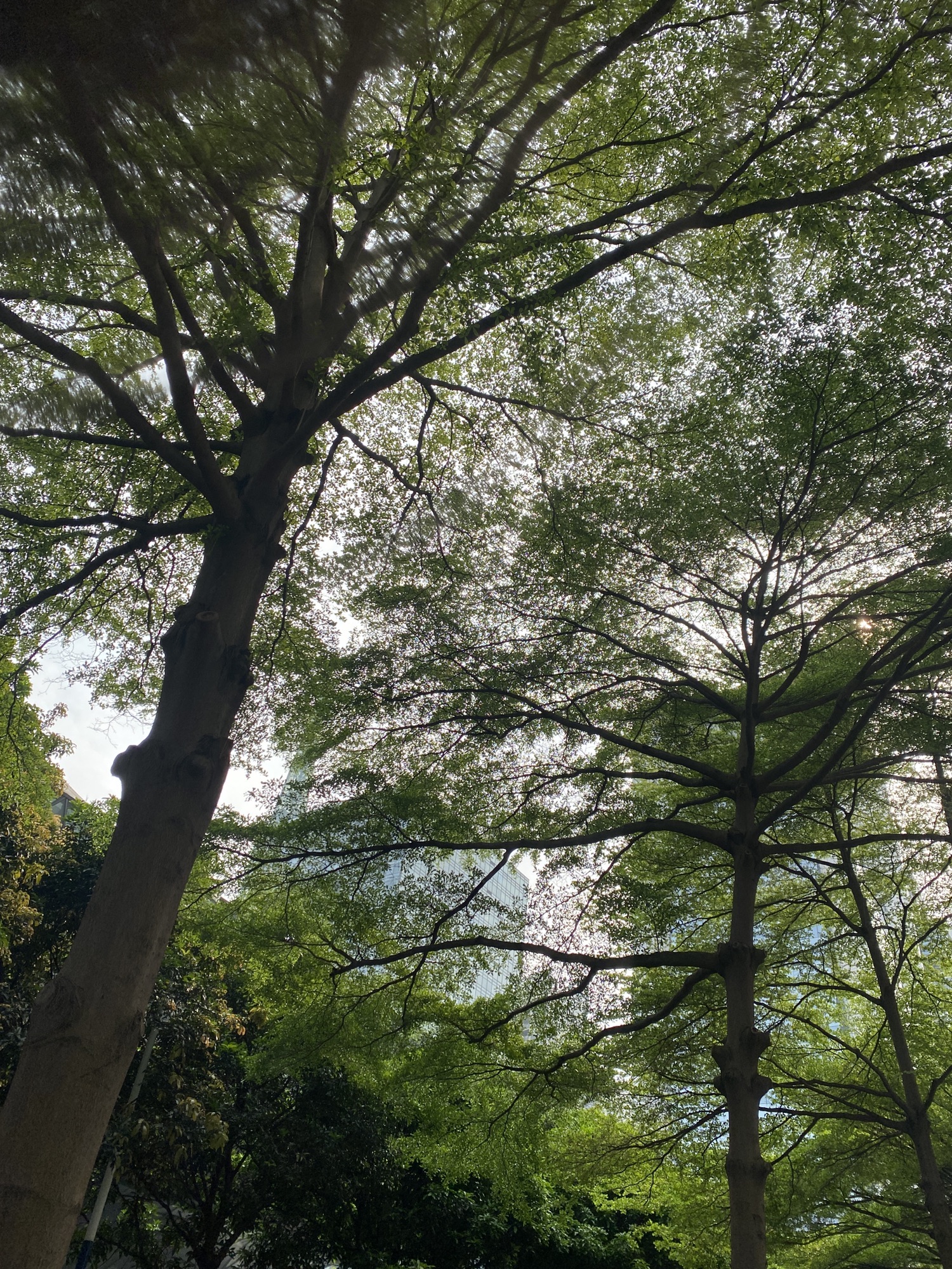 盐步公园旅行图片 2