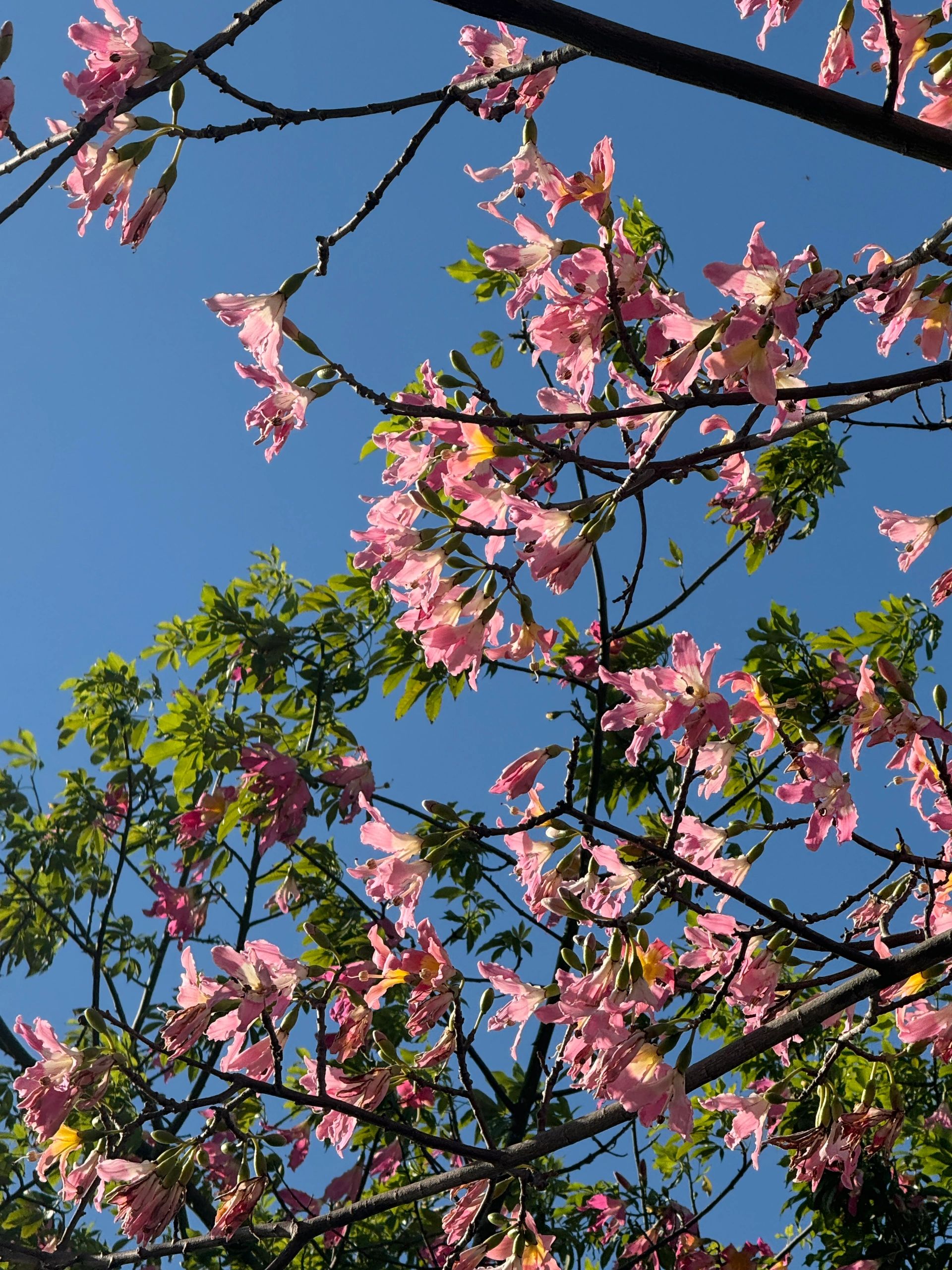 大沥公园旅行图片 2