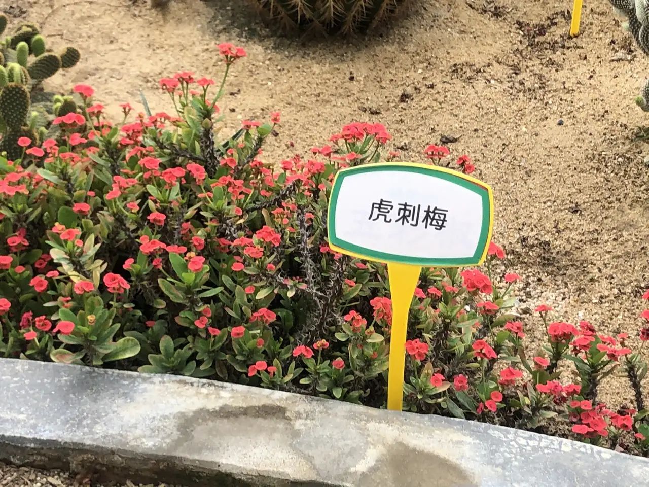 盈香心动乐园旅行图片 3