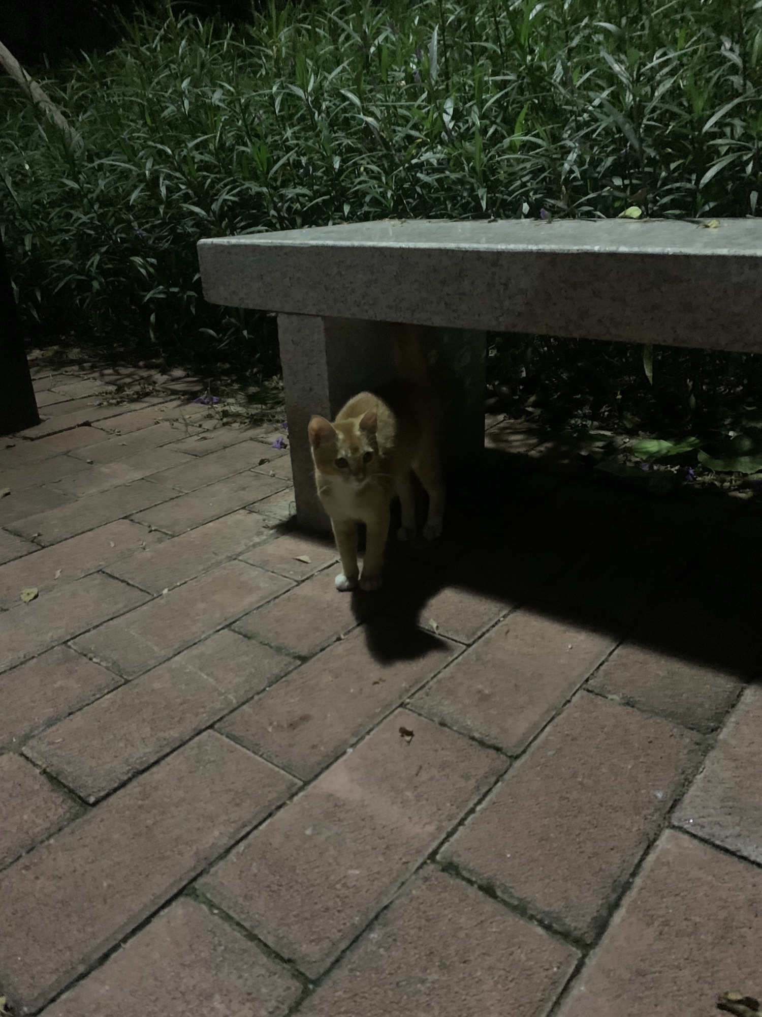 绿瓦亭公园旅行图片 1