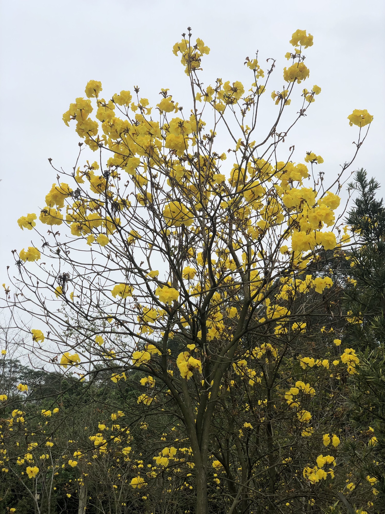 三水森林公园旅行图片 3