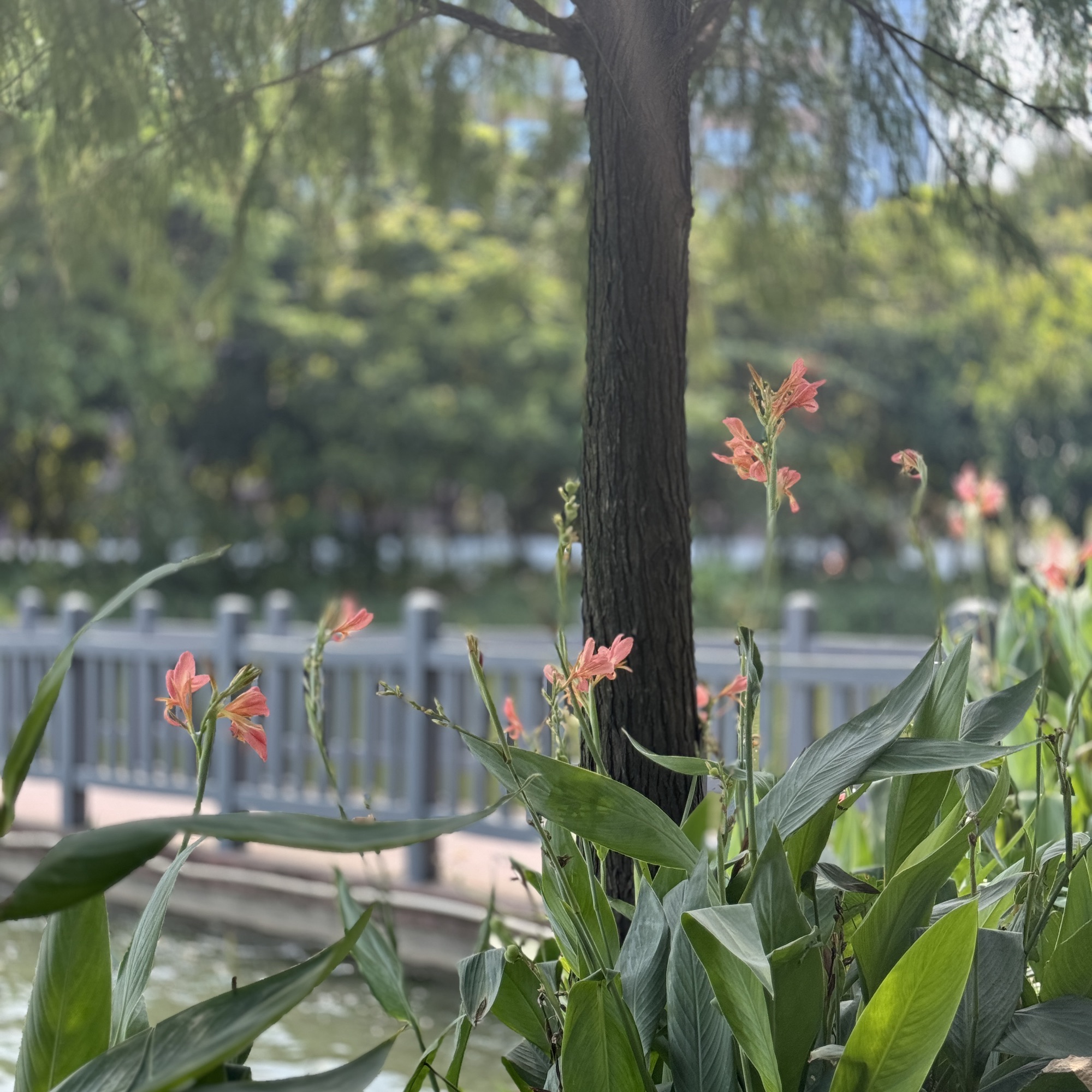 东湖公园旅行图片 2