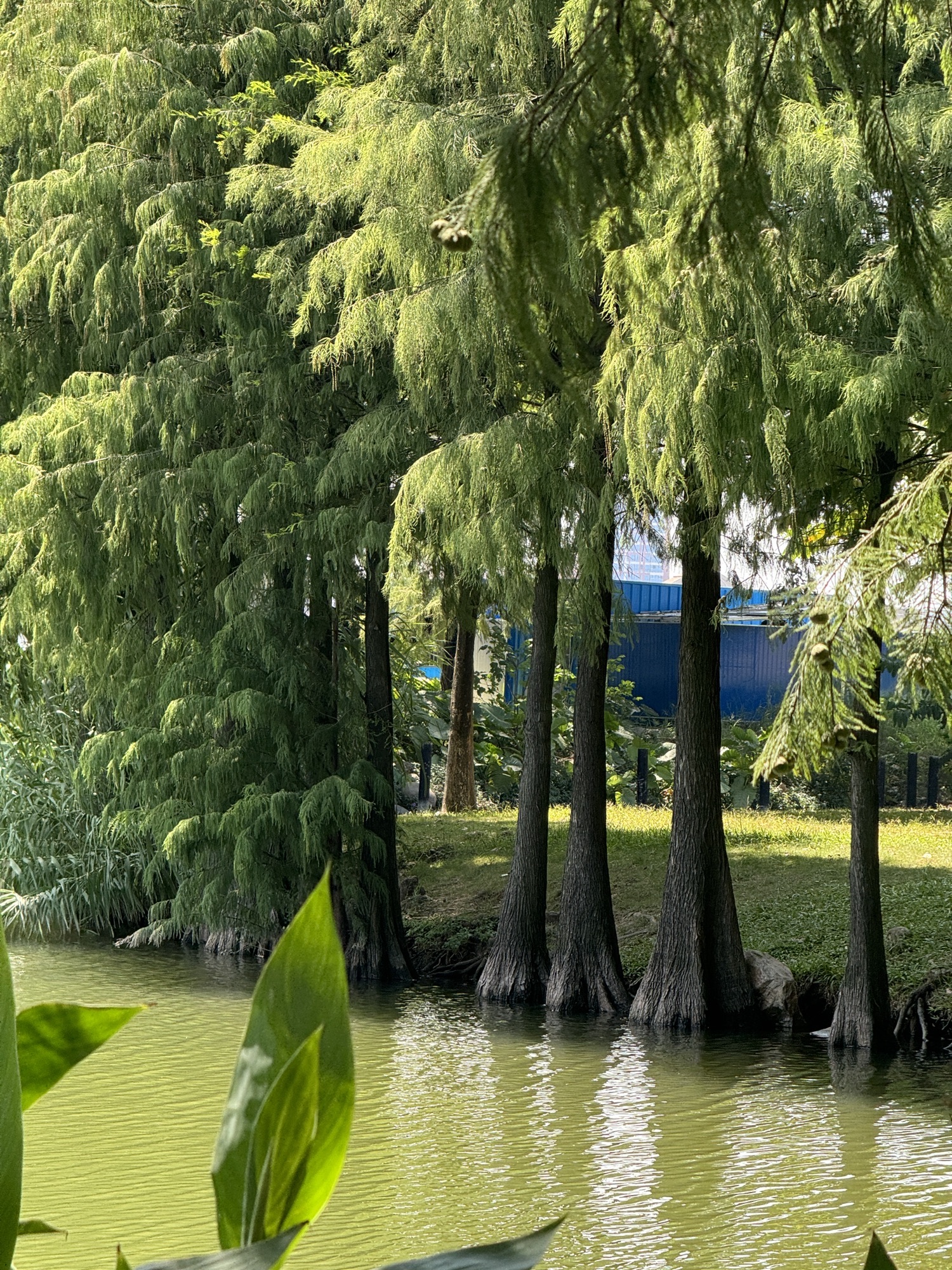 东湖公园旅行图片 3