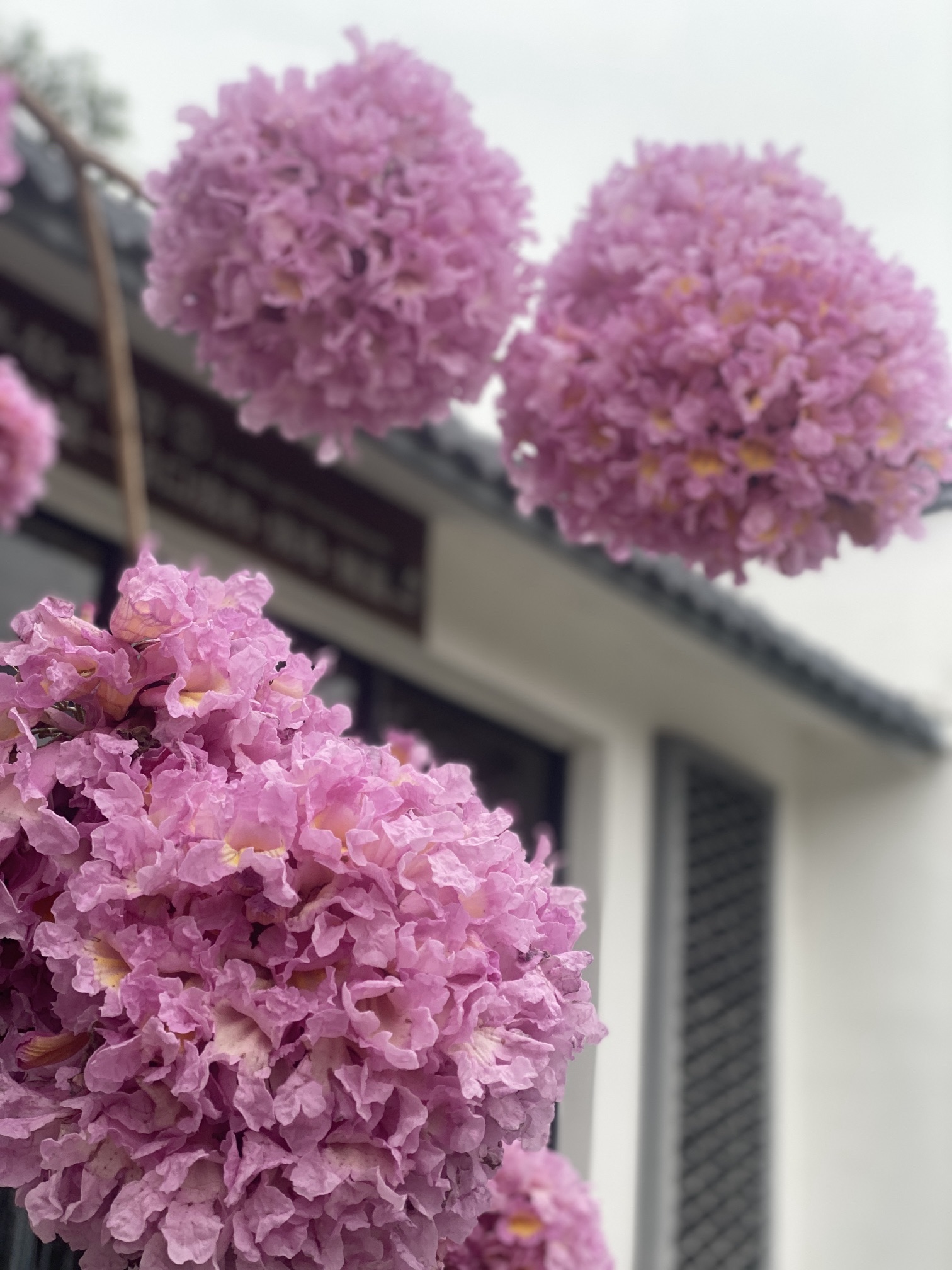南丹山森林王国旅行图片 3