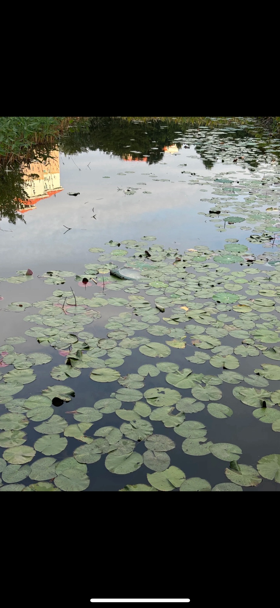 映月湖公园旅行图片 2