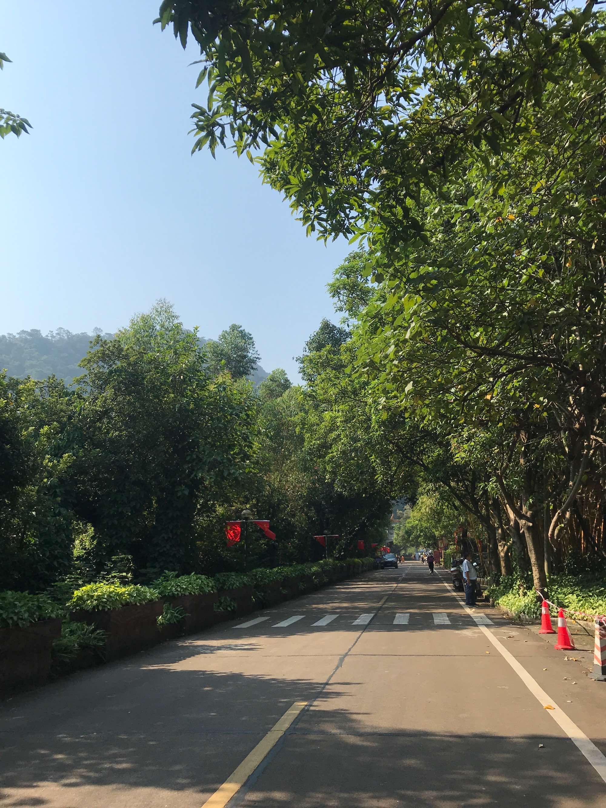 南海湾森林生态园旅行图片 1