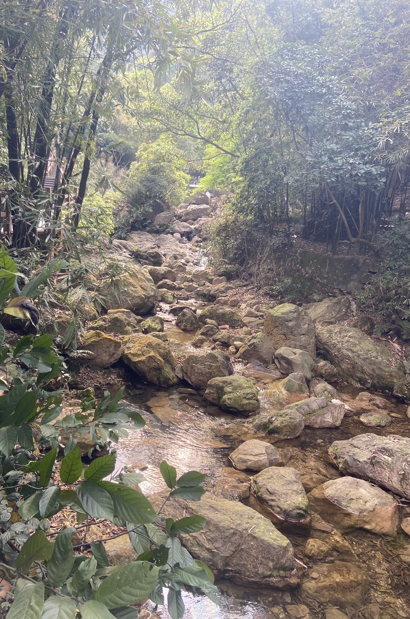 南海湾森林生态园旅行图片 3