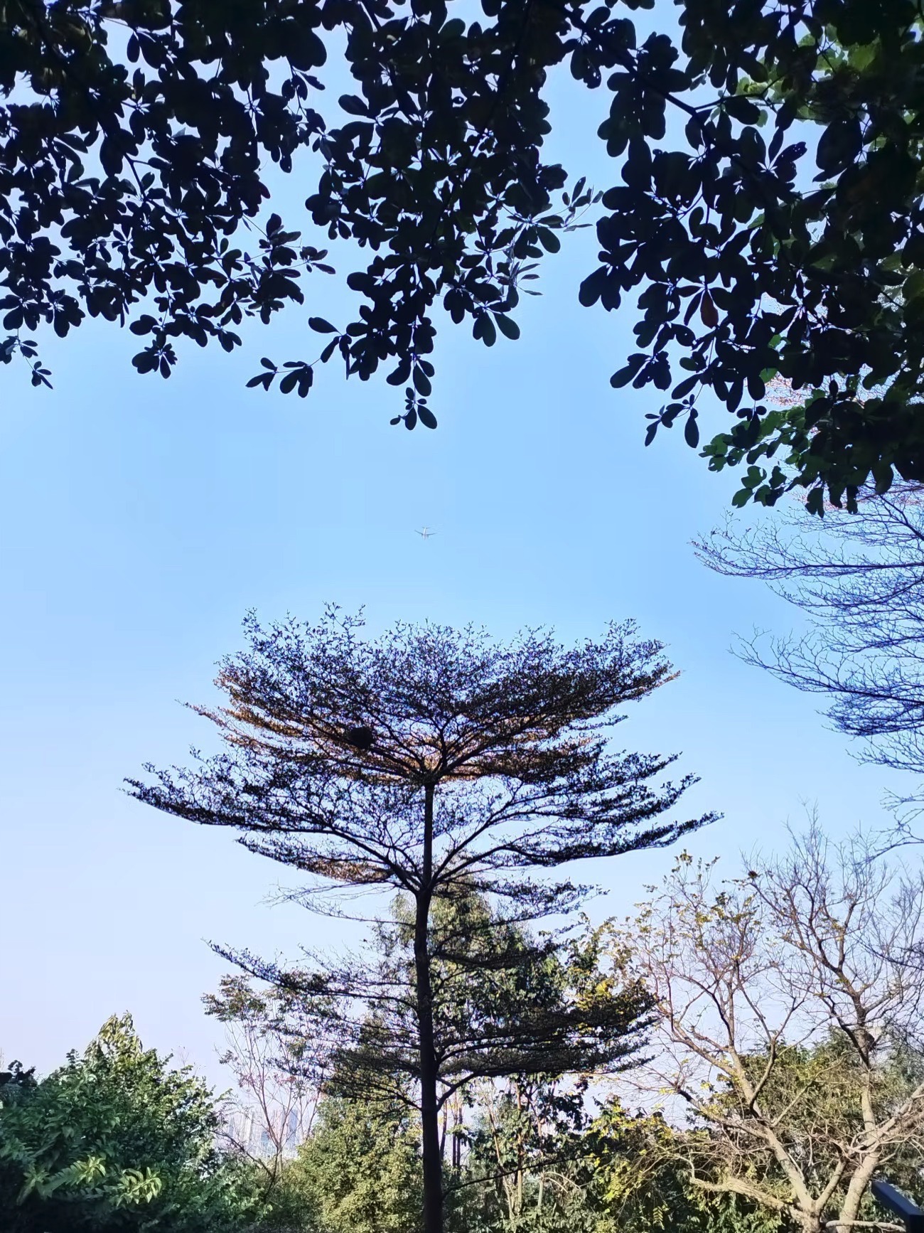 三山森林公园旅行图片 2