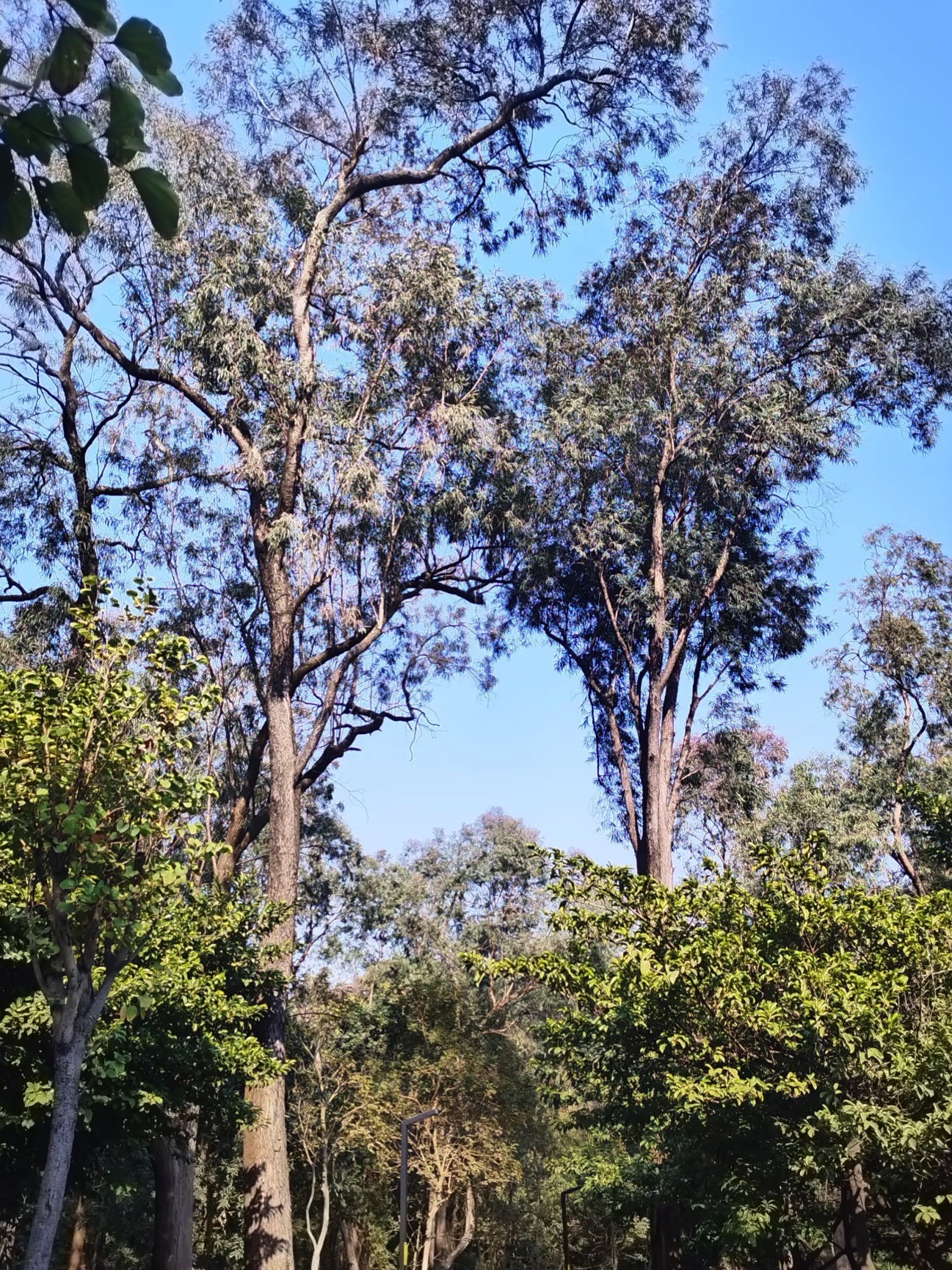 三山森林公园旅行图片 3