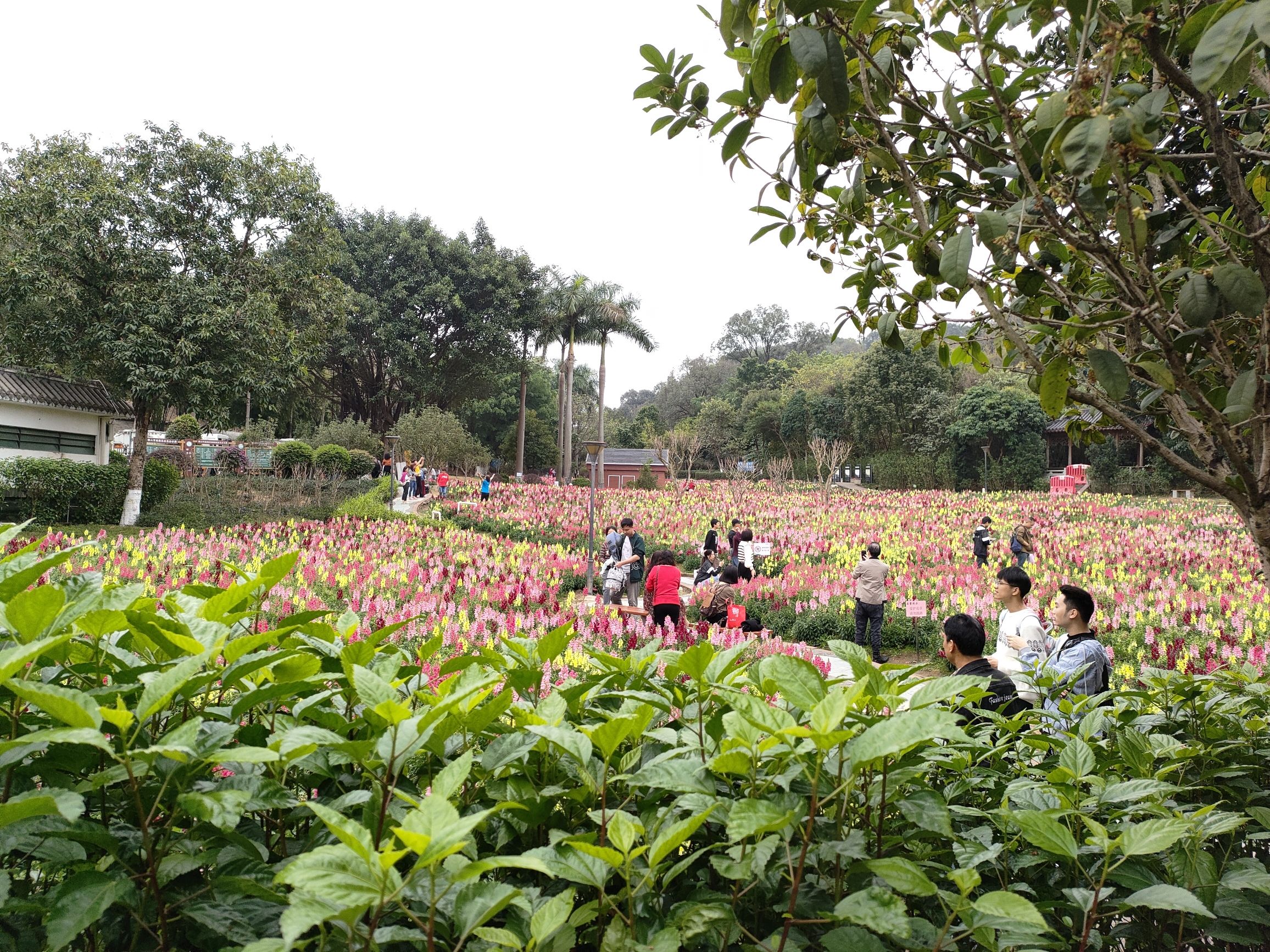 三山森林公园旅行图片 2