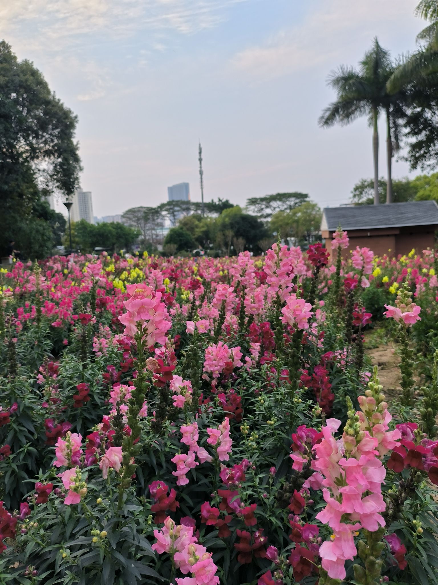三山森林公园旅行图片 1