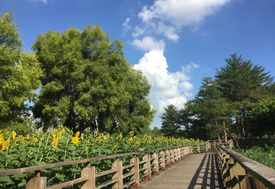 佛山公园旅行图片 3