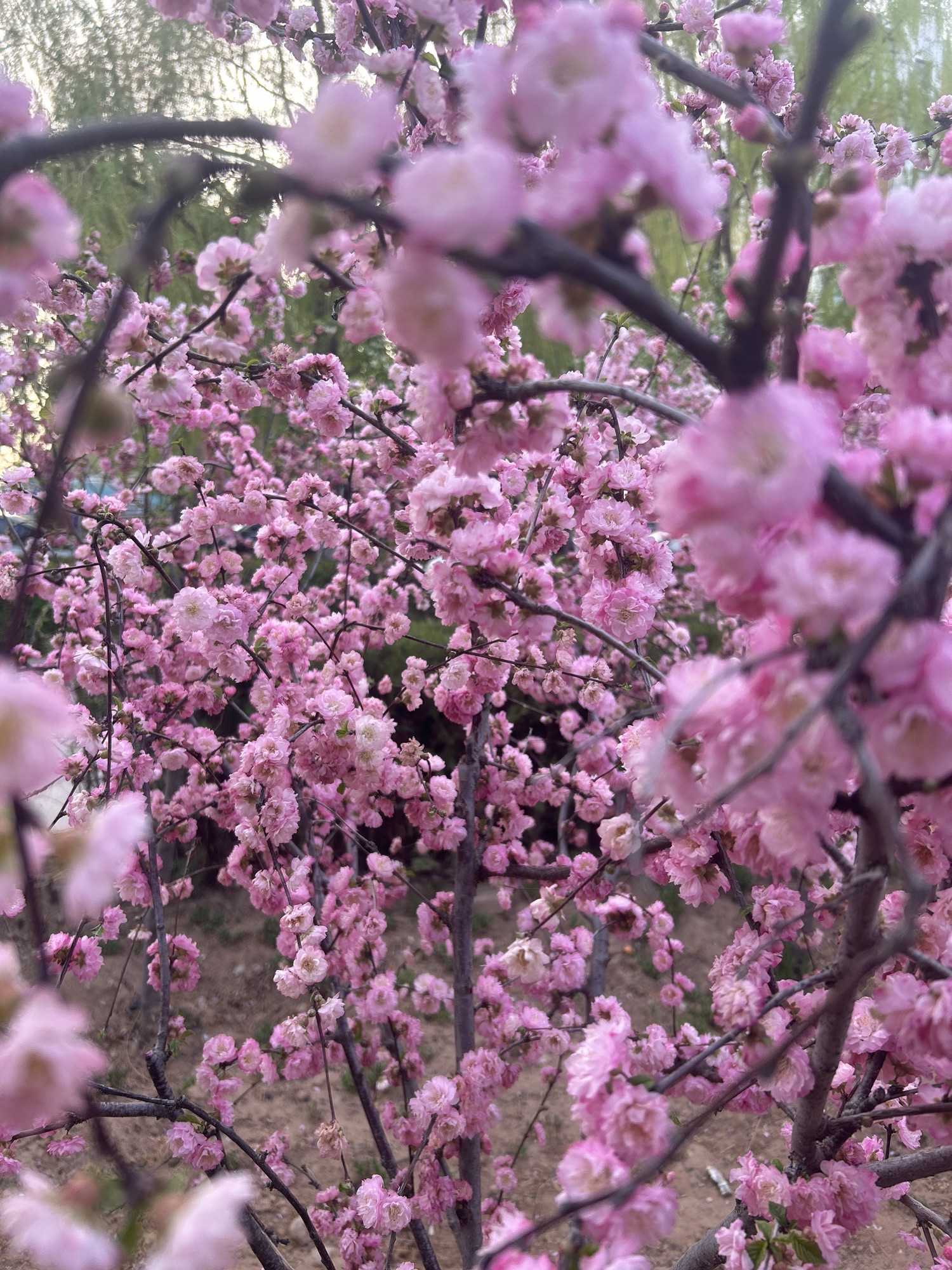 芙蓉公园旅行图片 3
