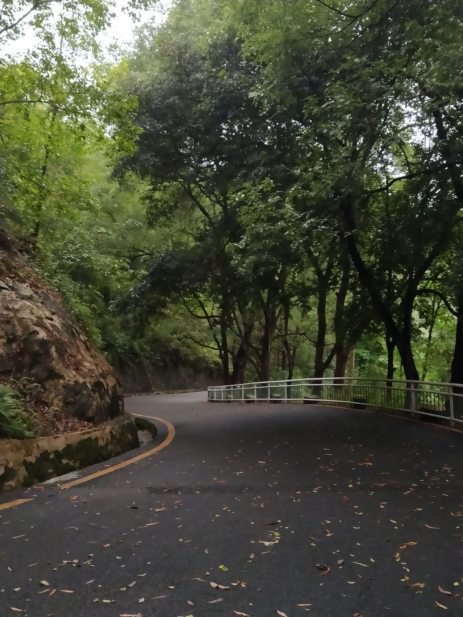 翠竹公园旅行图片 2