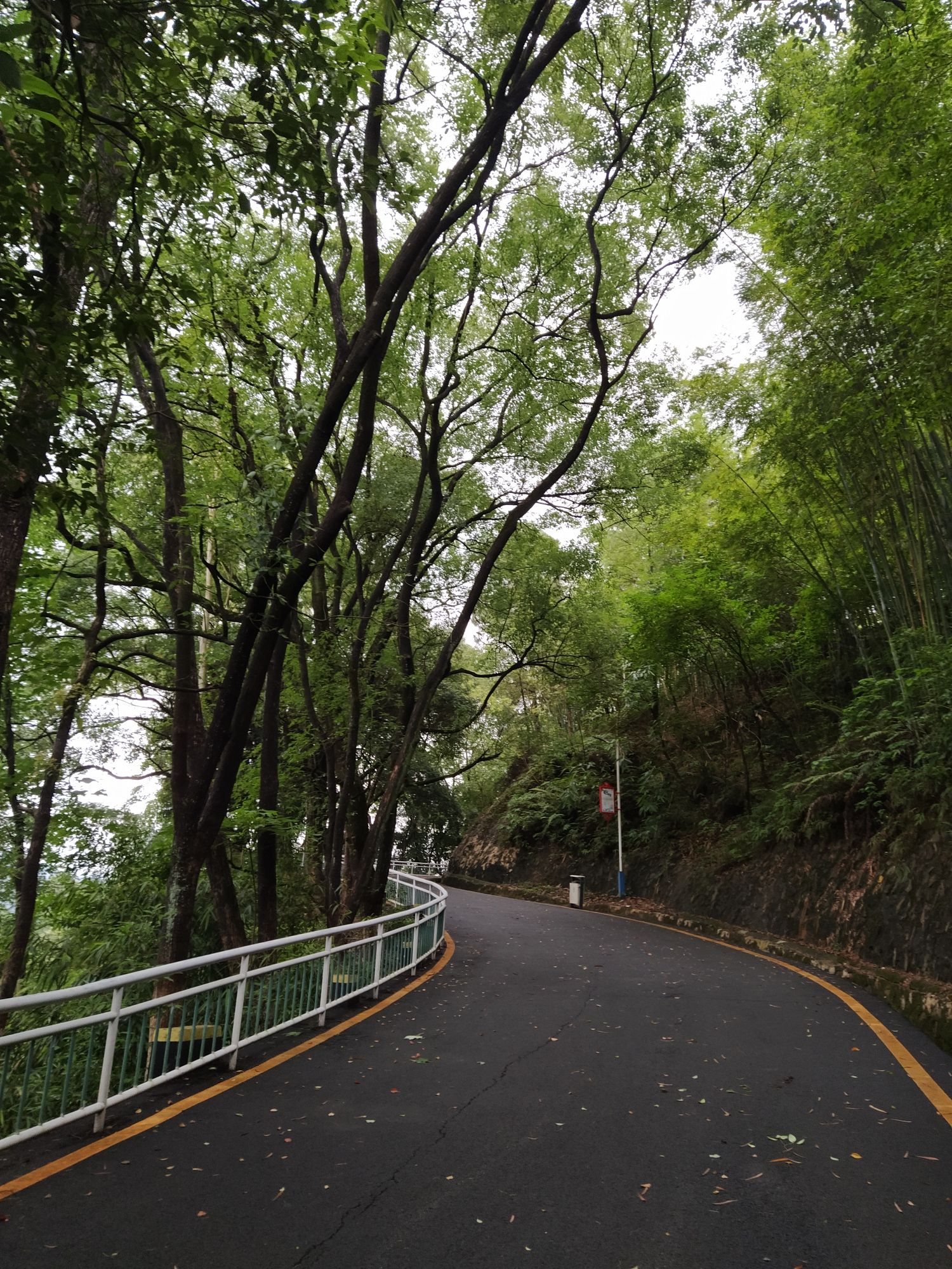 翠竹公园旅行图片 1