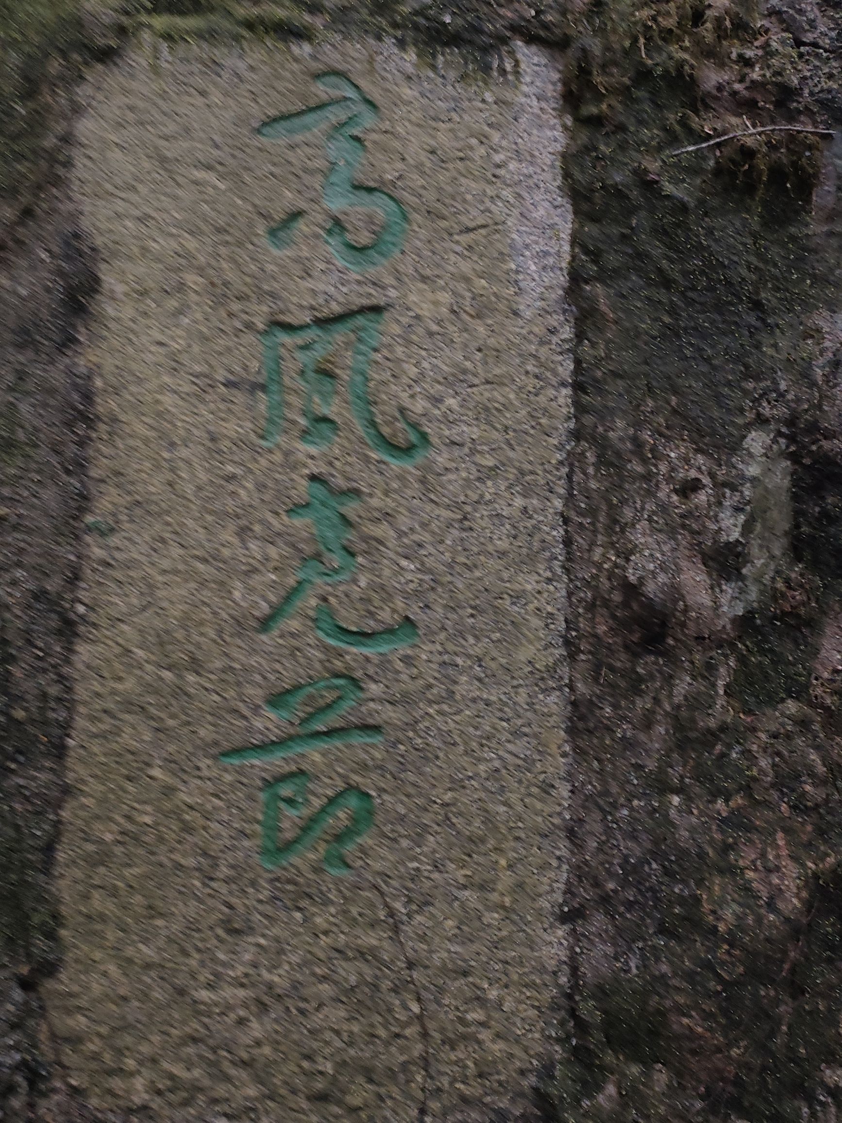 翠竹公园旅行图片 2
