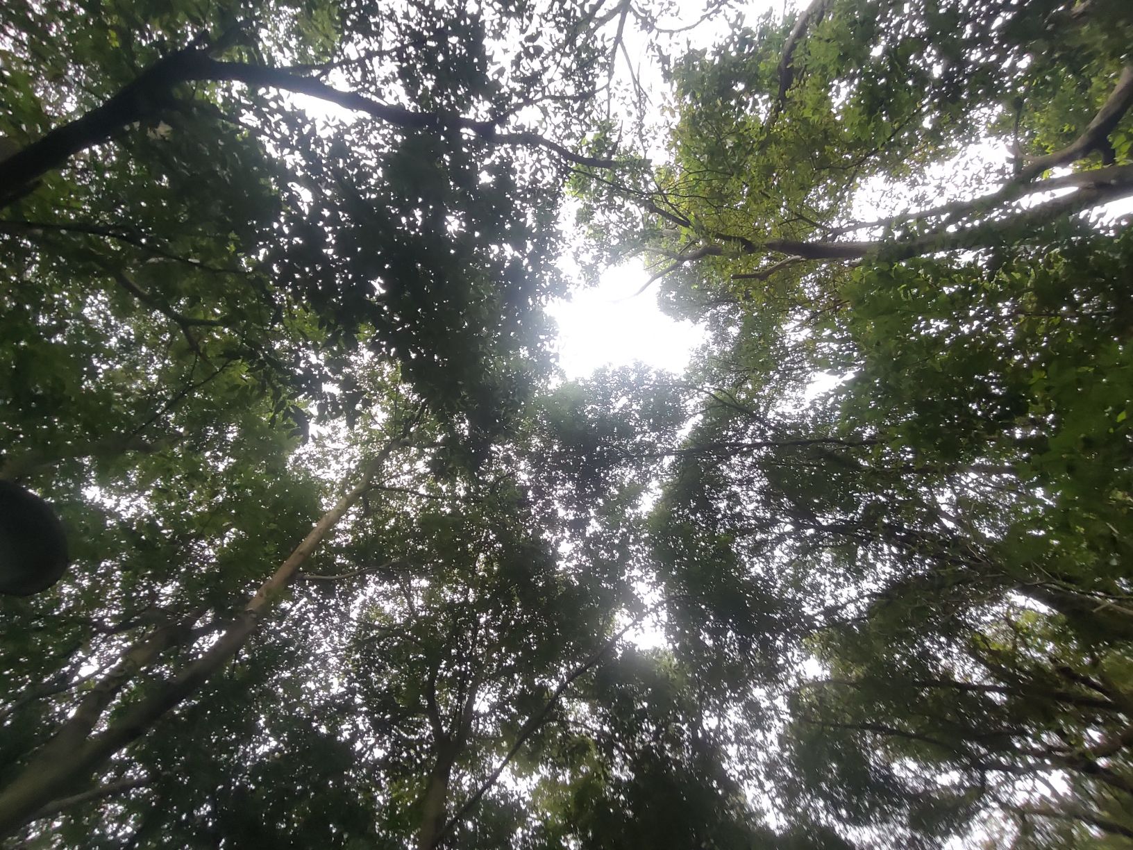翠竹公园旅行图片 1