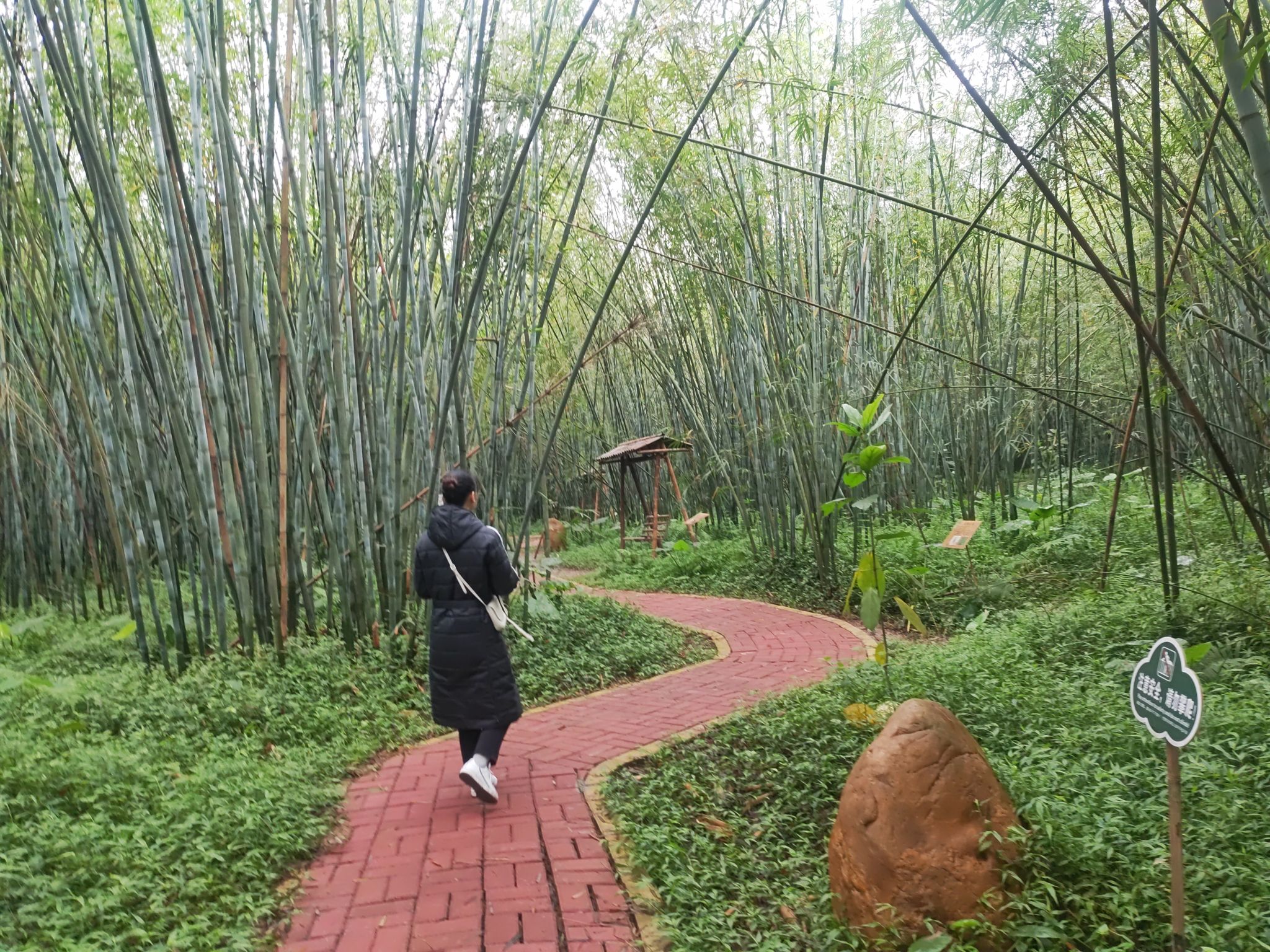 绥江竹海生态旅游景区旅行图片 3