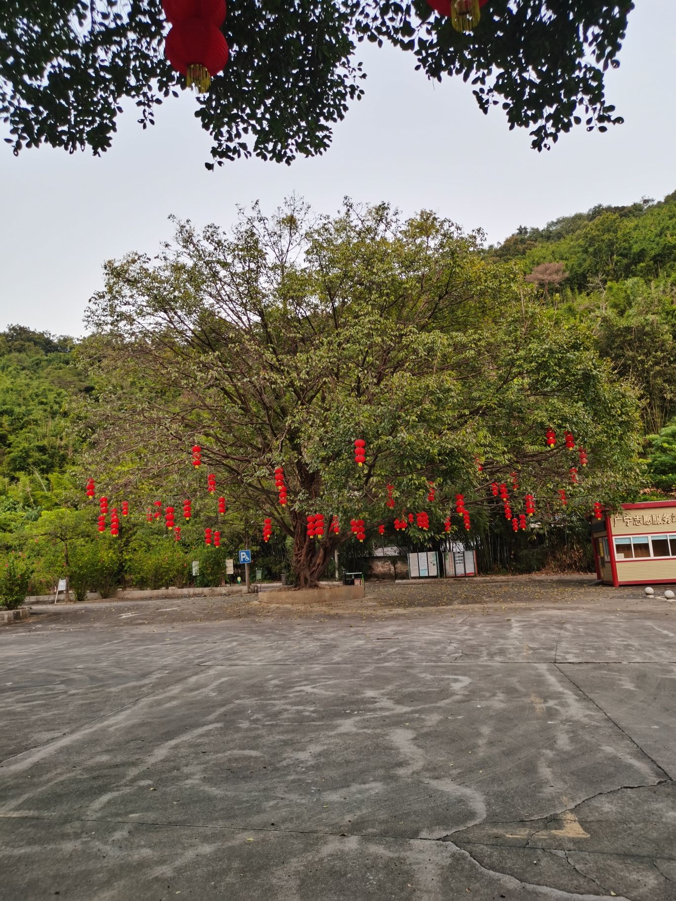 绥江竹海生态旅游景区旅行图片 3
