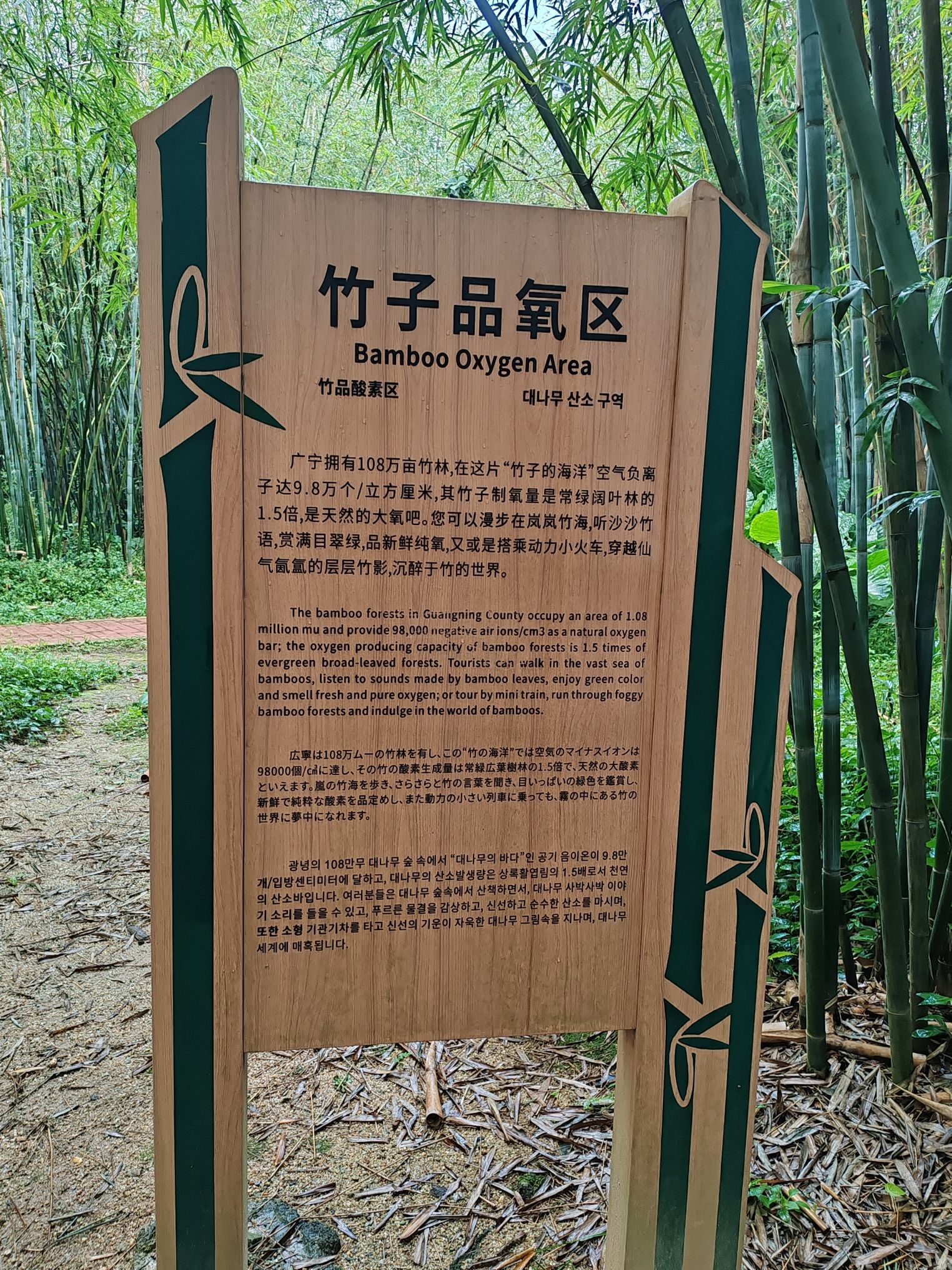 绥江竹海生态旅游景区旅行图片 1